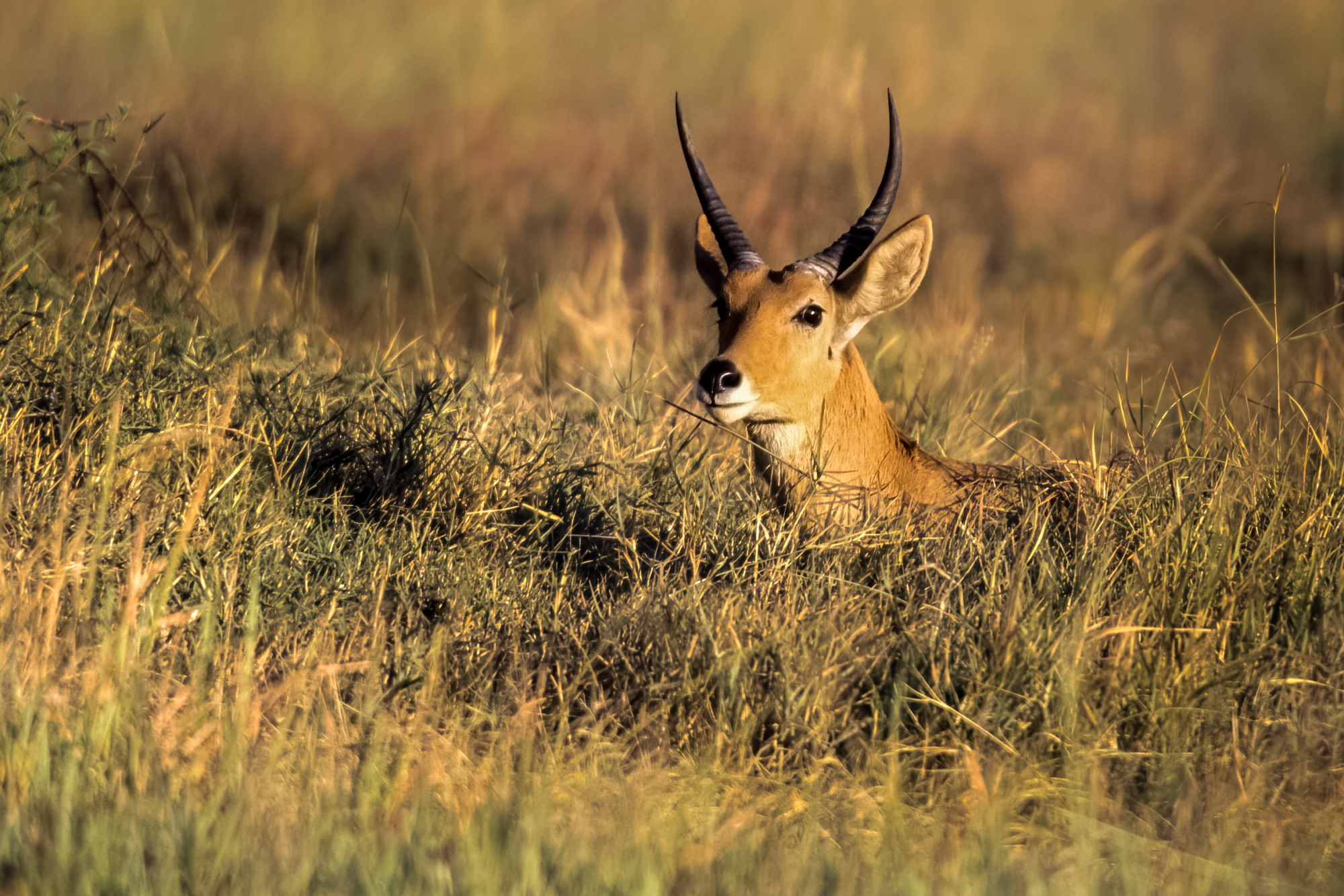 Red Lechwe ( Kobus leche leche )