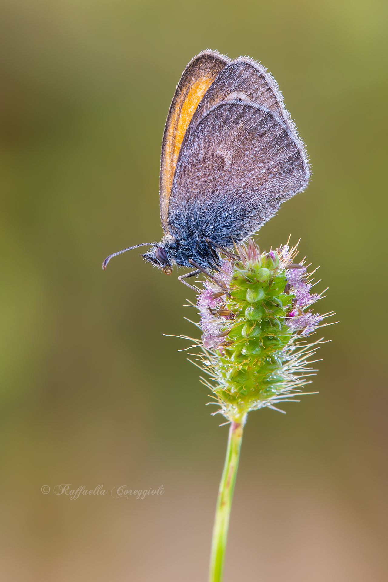 Coenonympha pamphilus