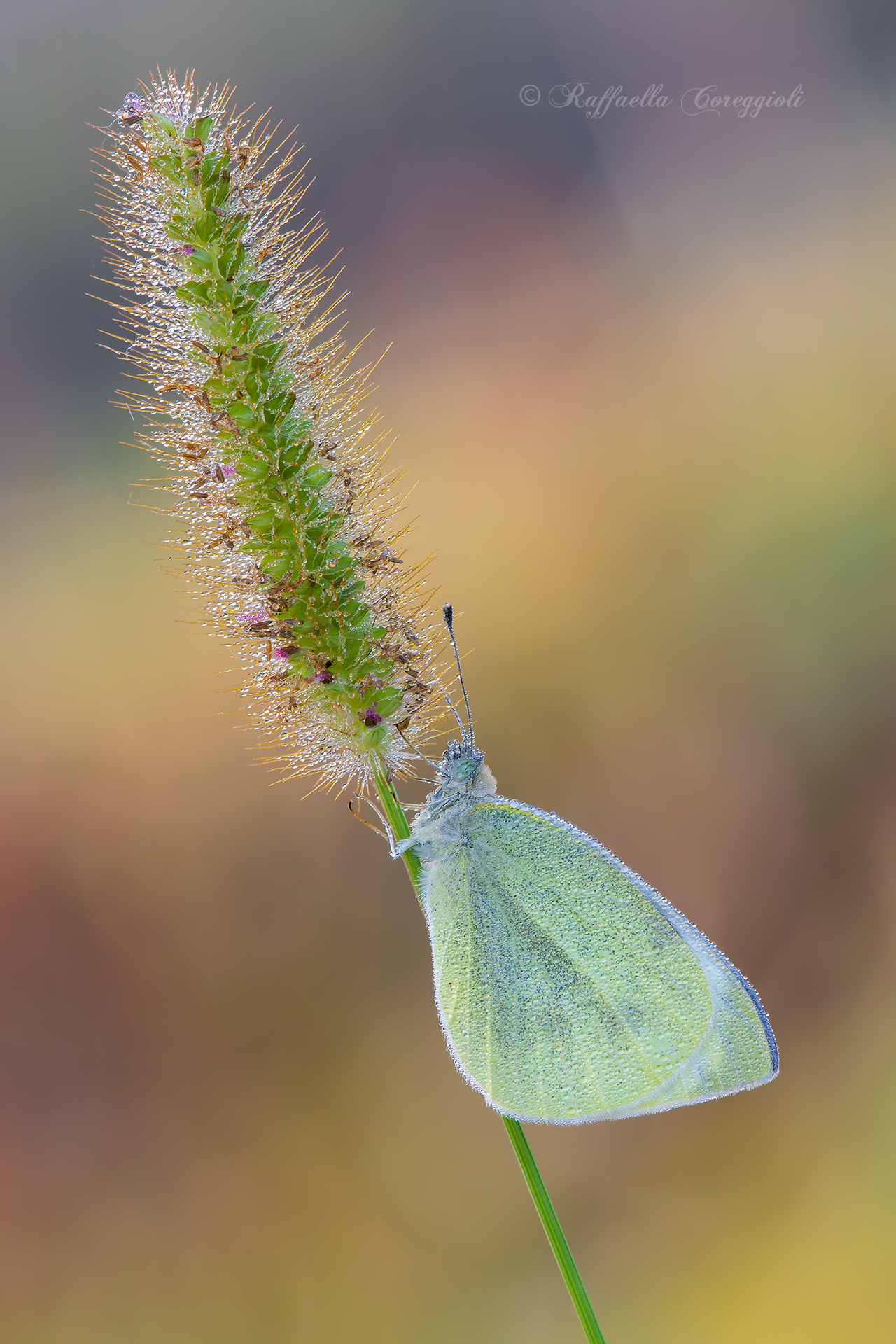 Pieris rapae