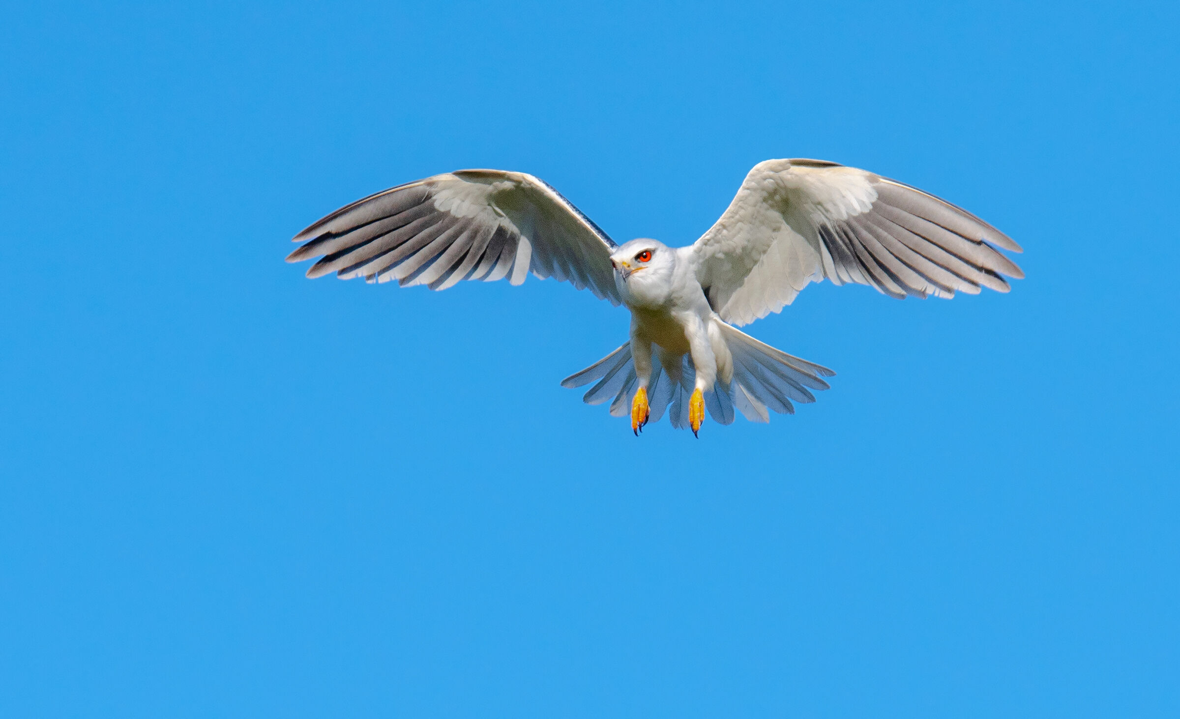 aquilone nero spalle