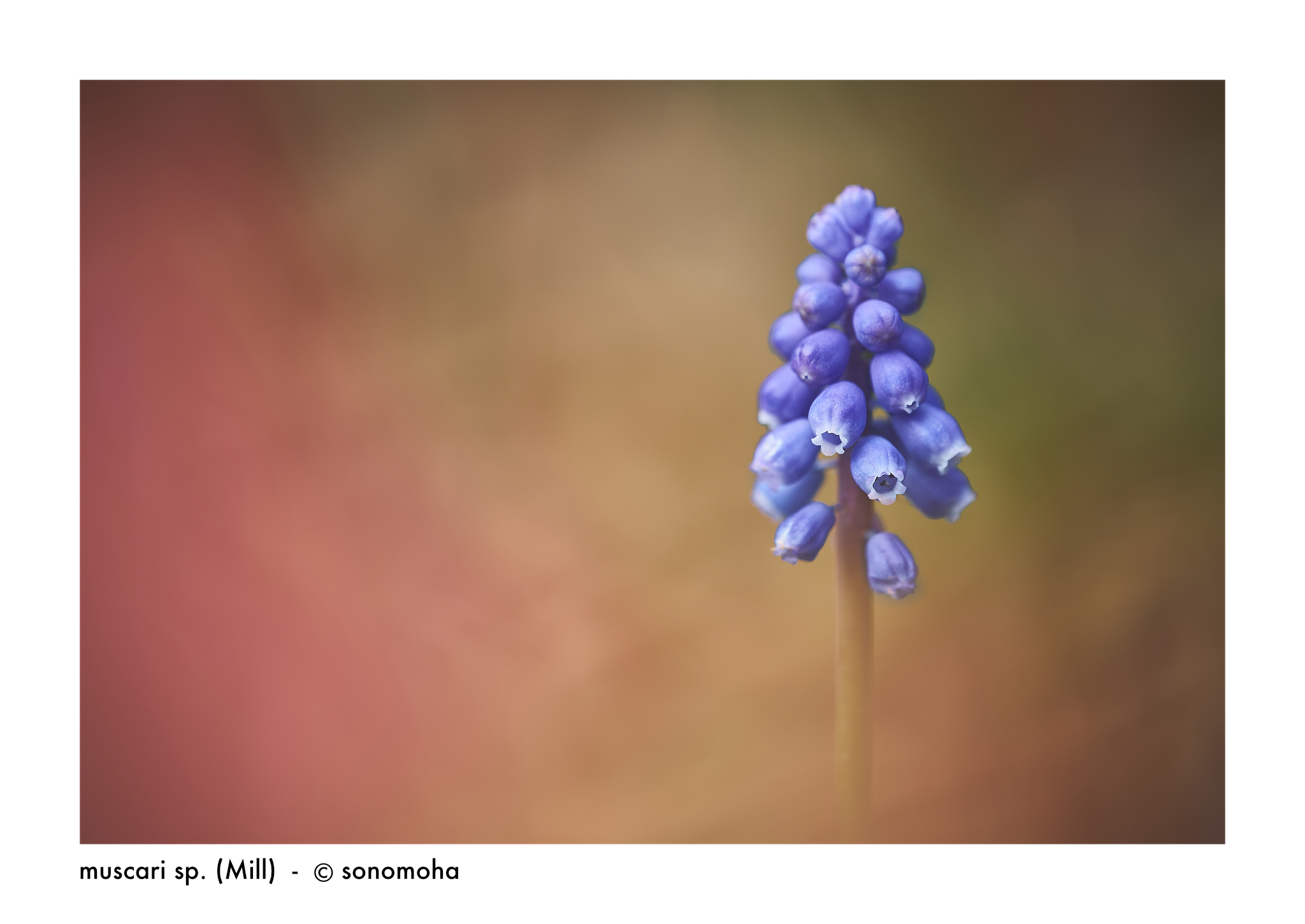 muscari sp.