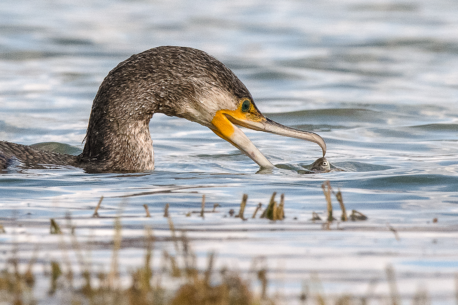 Cormorano (Phalacrocorax carbo)