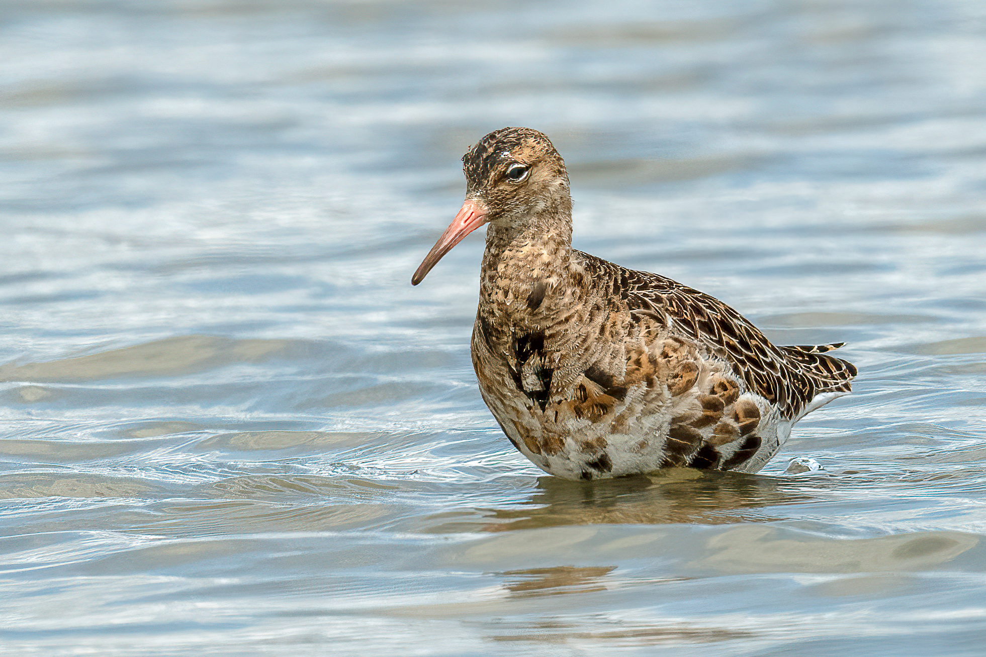 Combattente (Philomachus pugnax)