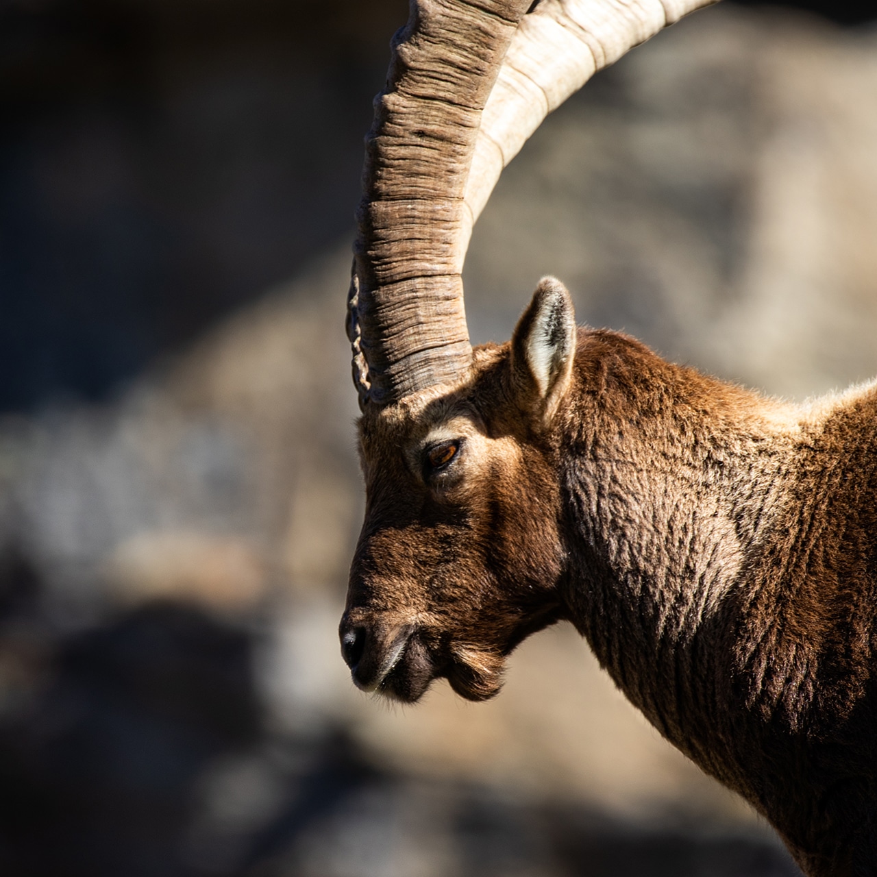 Alpine Ibex, New