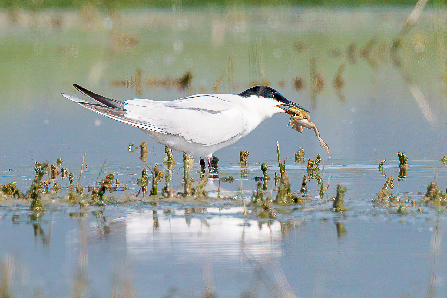 Sterna zampenere (Gelochelidon nilotica)