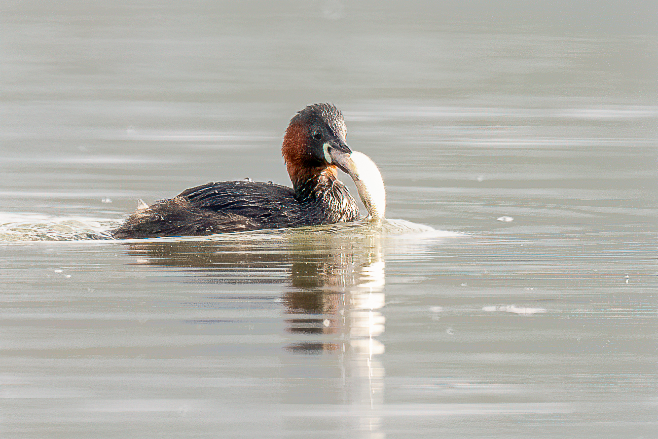 Tuffetto (Tachybaptus ruficollis)