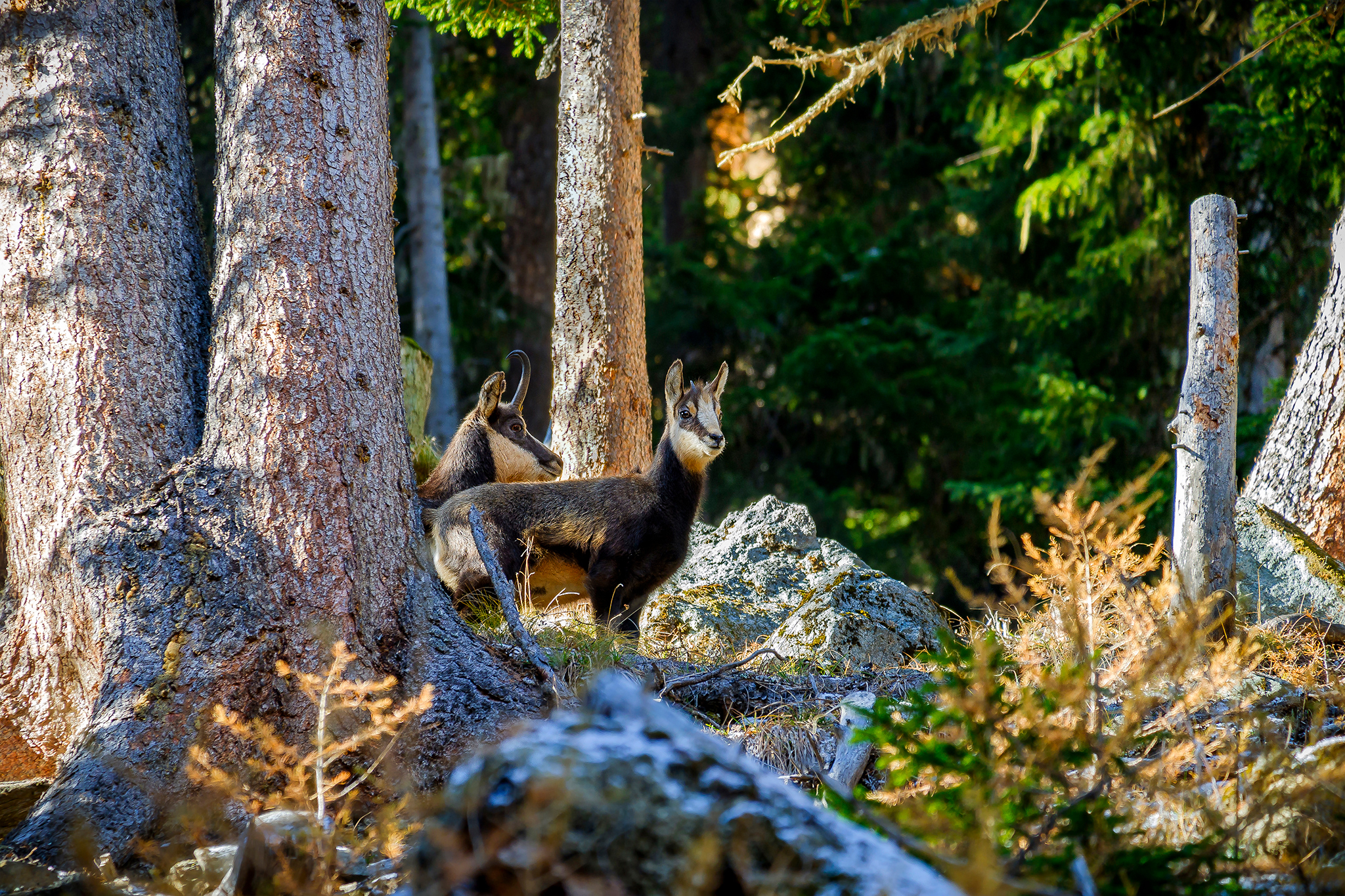 Prudence and curiosity