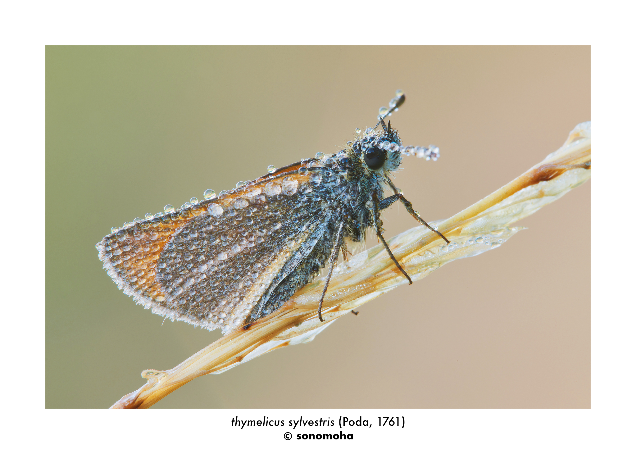 "thymelicus sylvestris" (Poda, 1761) - Small skipper
