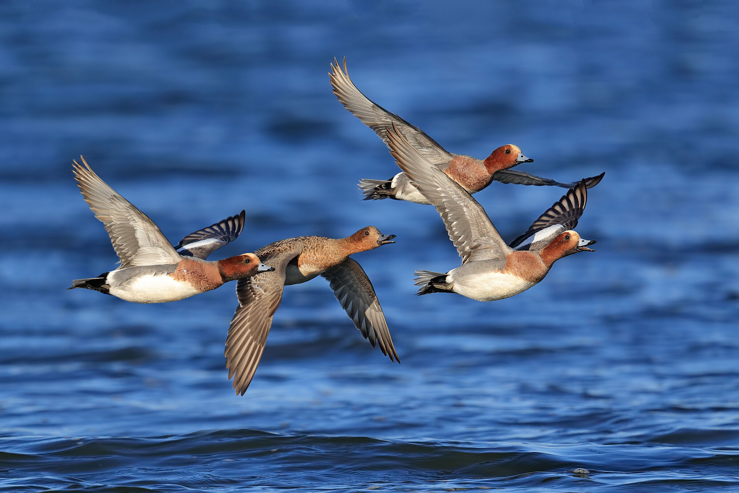 The courtship of the whistles