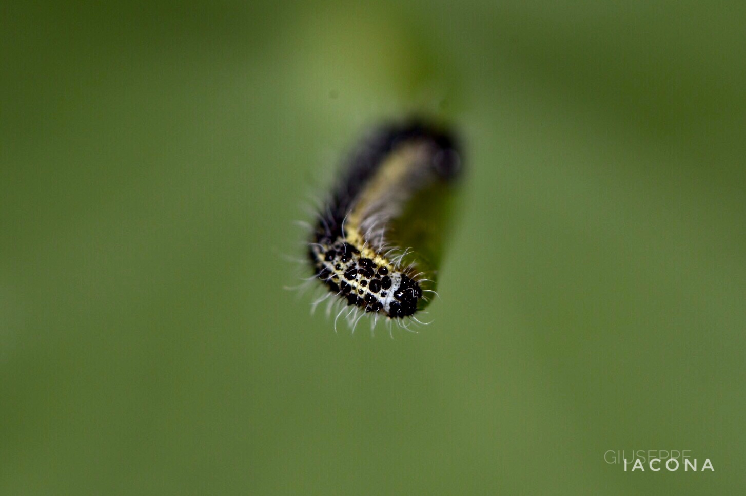 Caterpillar#2