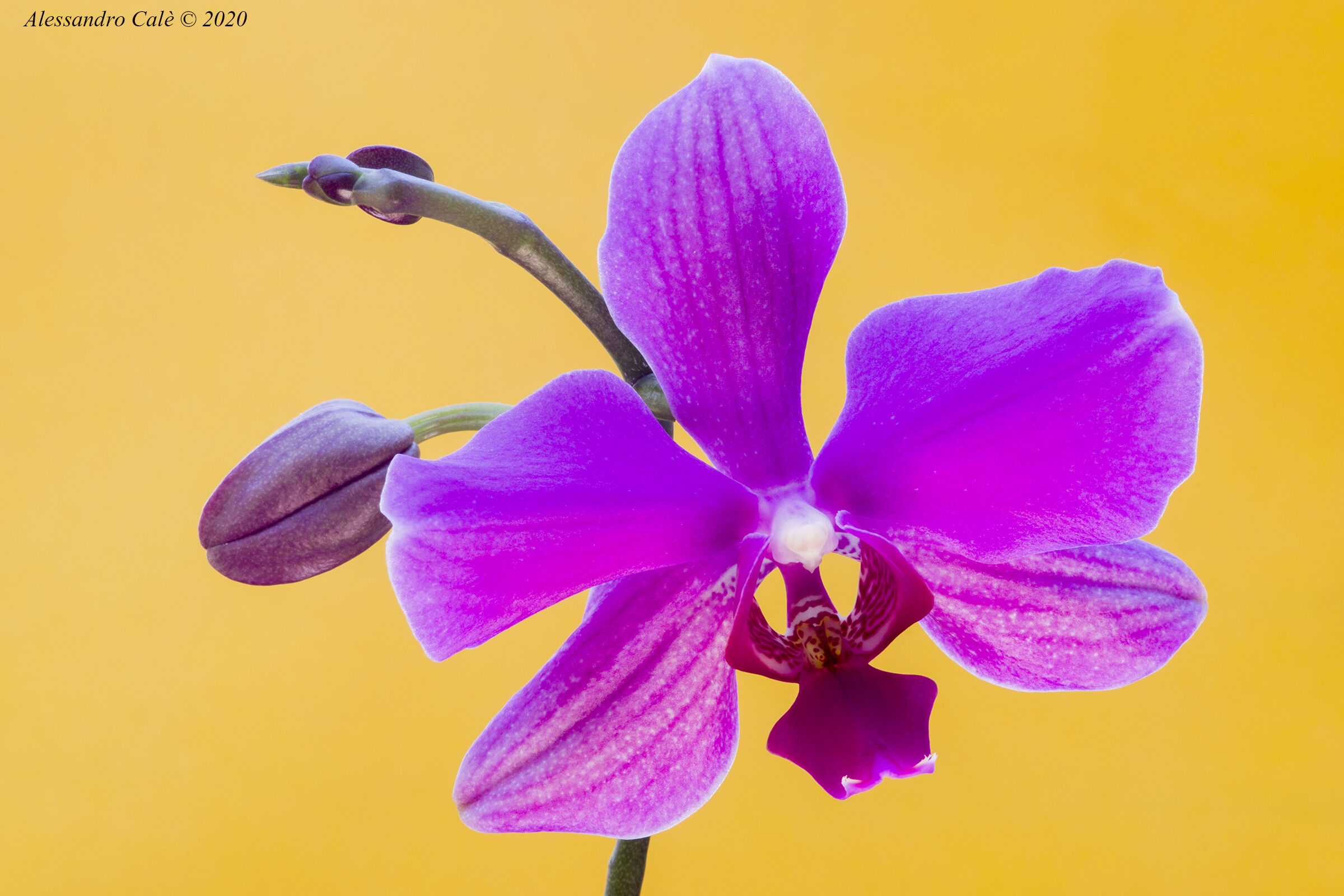 Orchidea 5461
