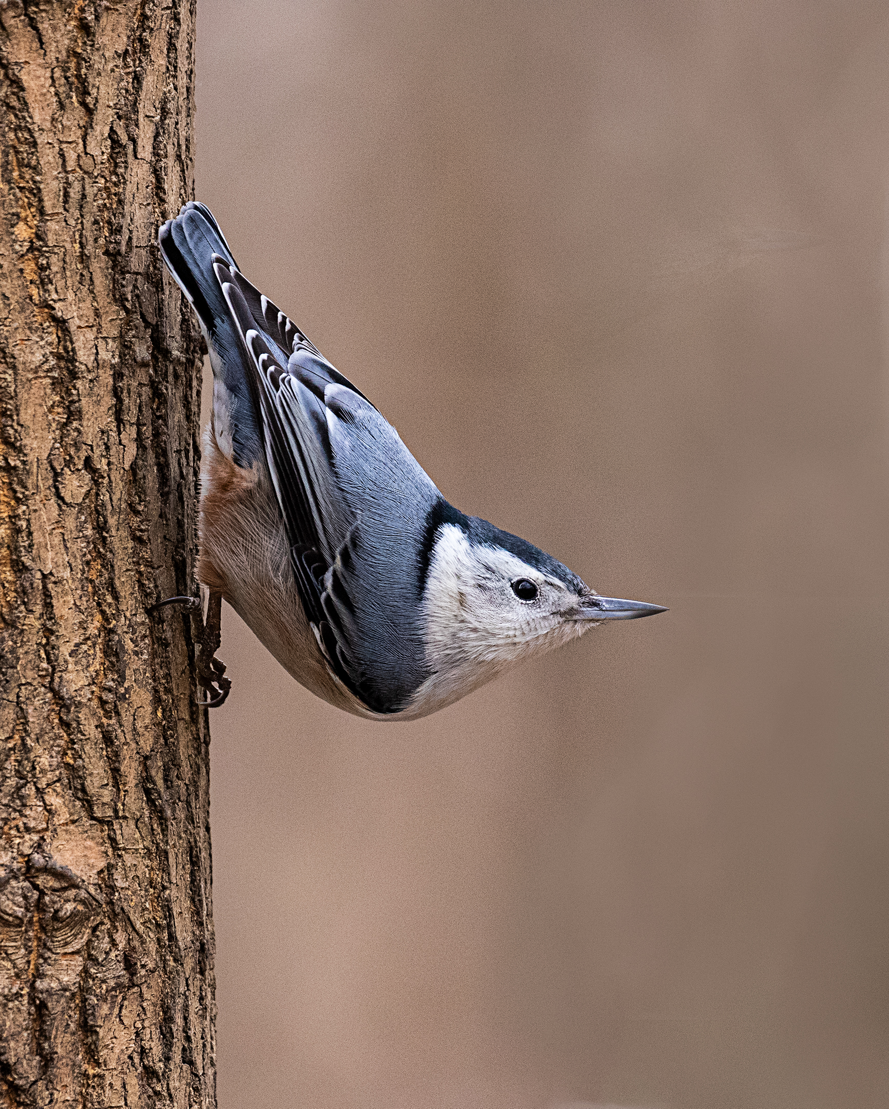 Nuthatch sull'albero.