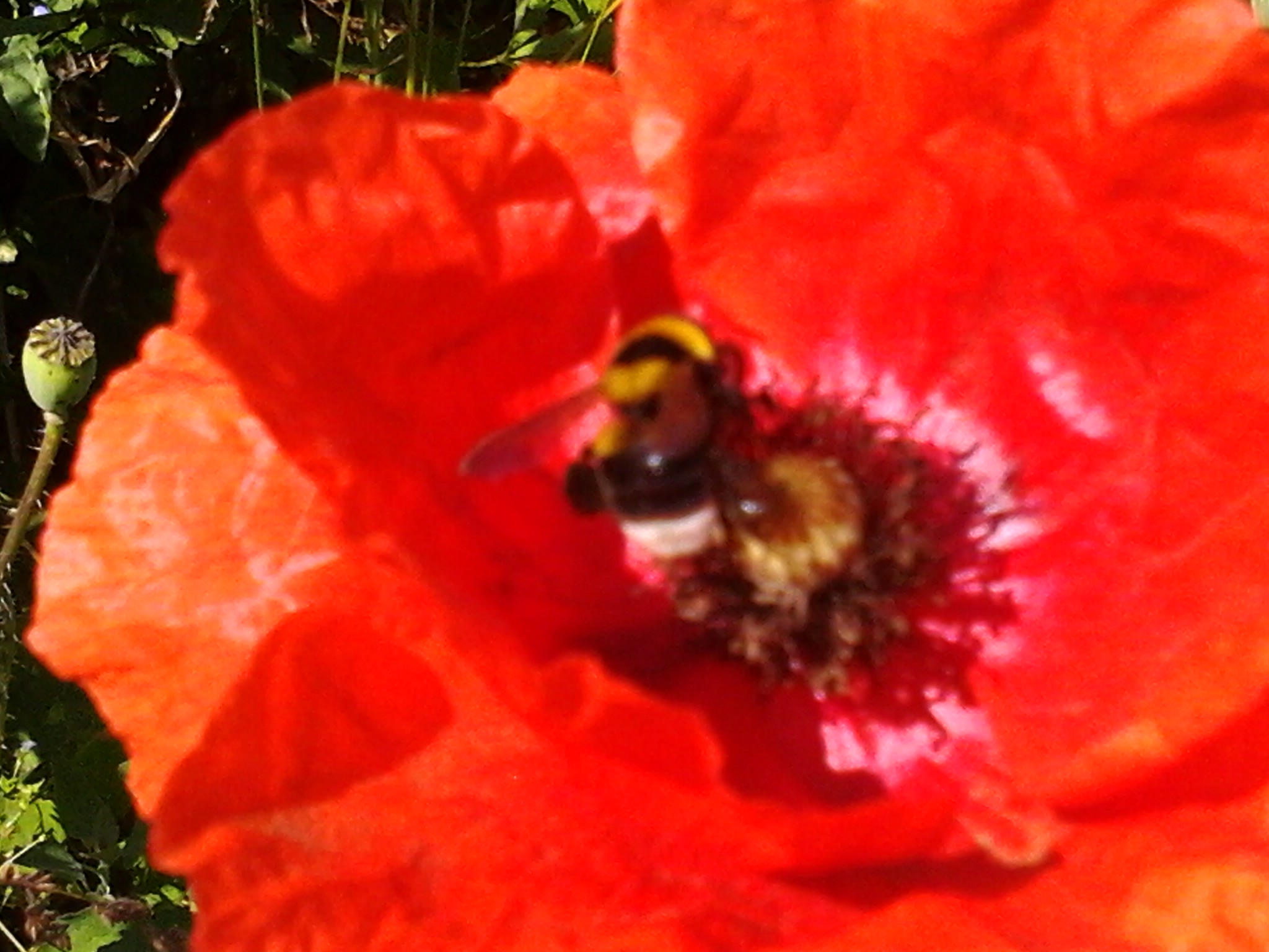 Poppies and bees