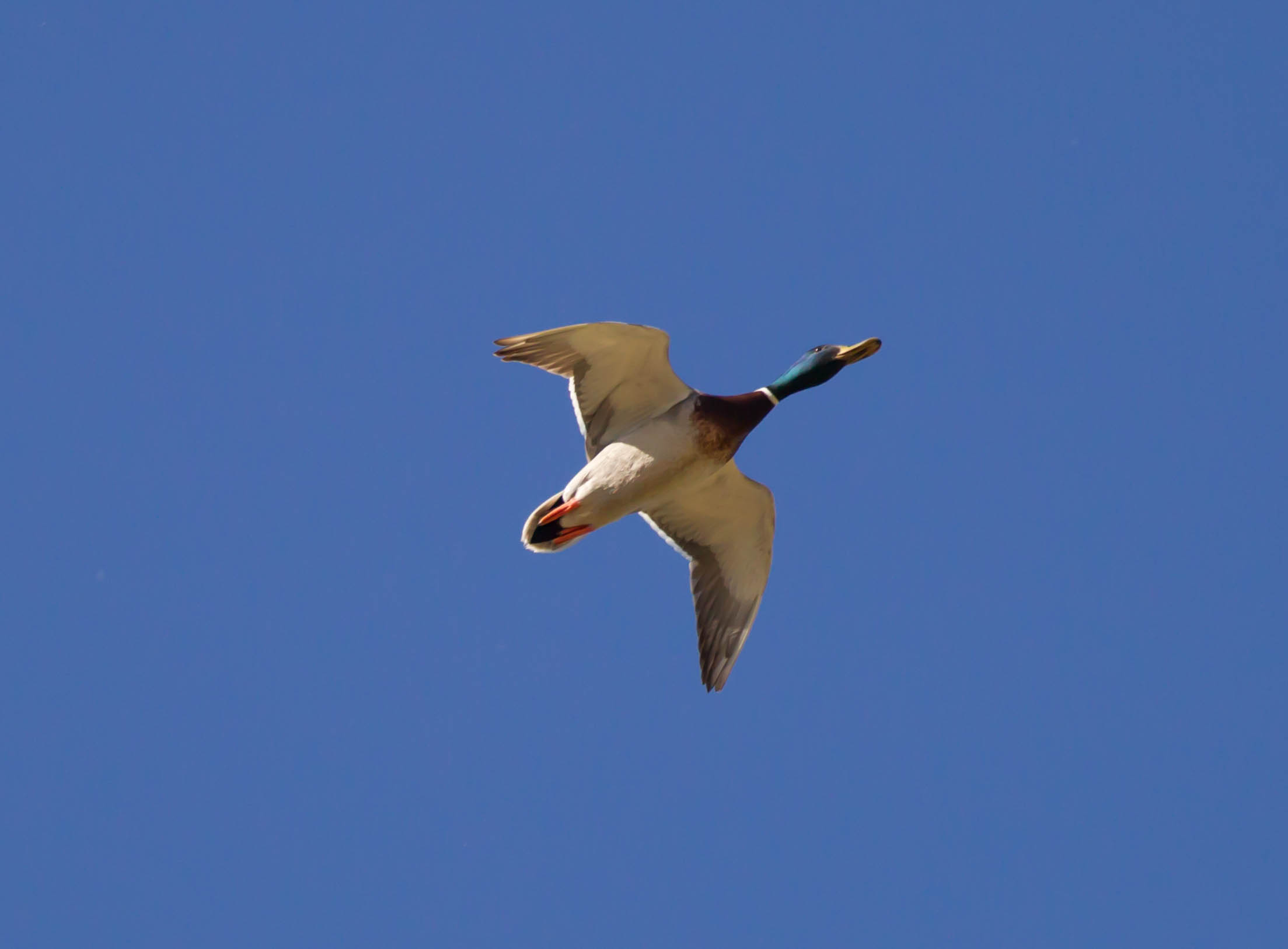 Mi sento un aeroplano