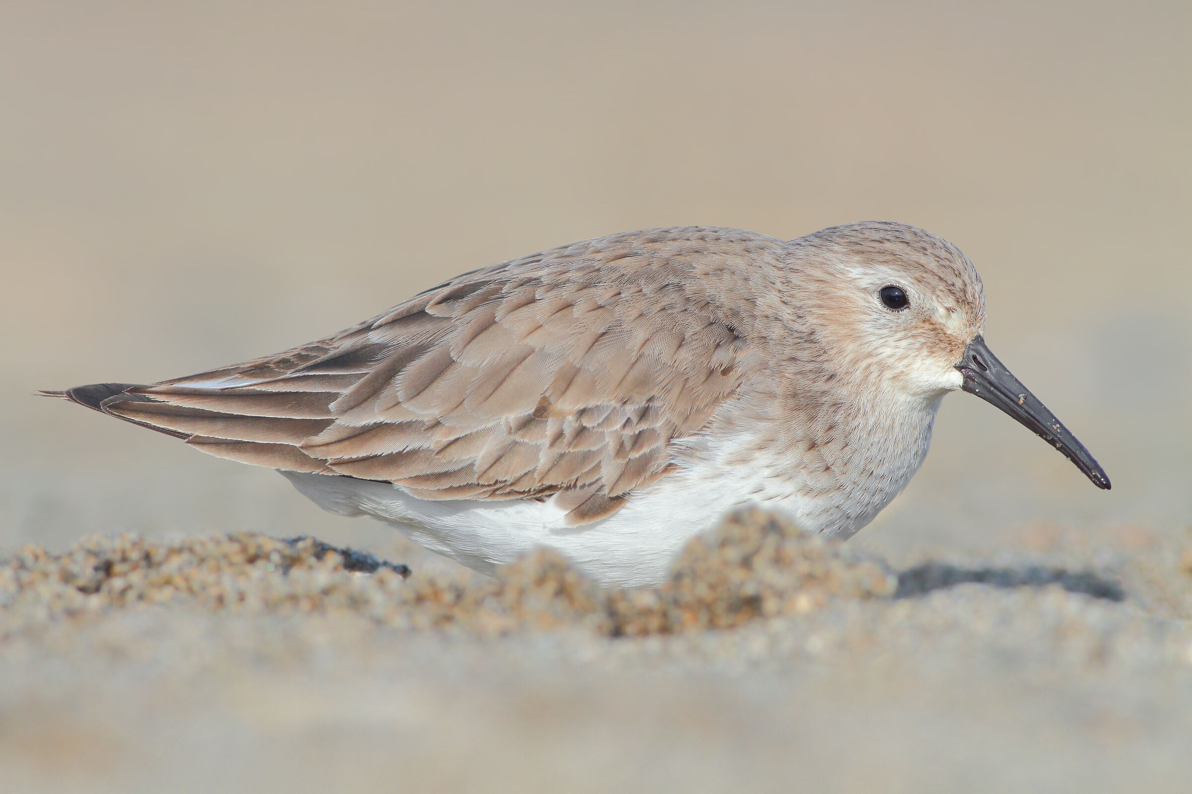 Piovanello pancianera