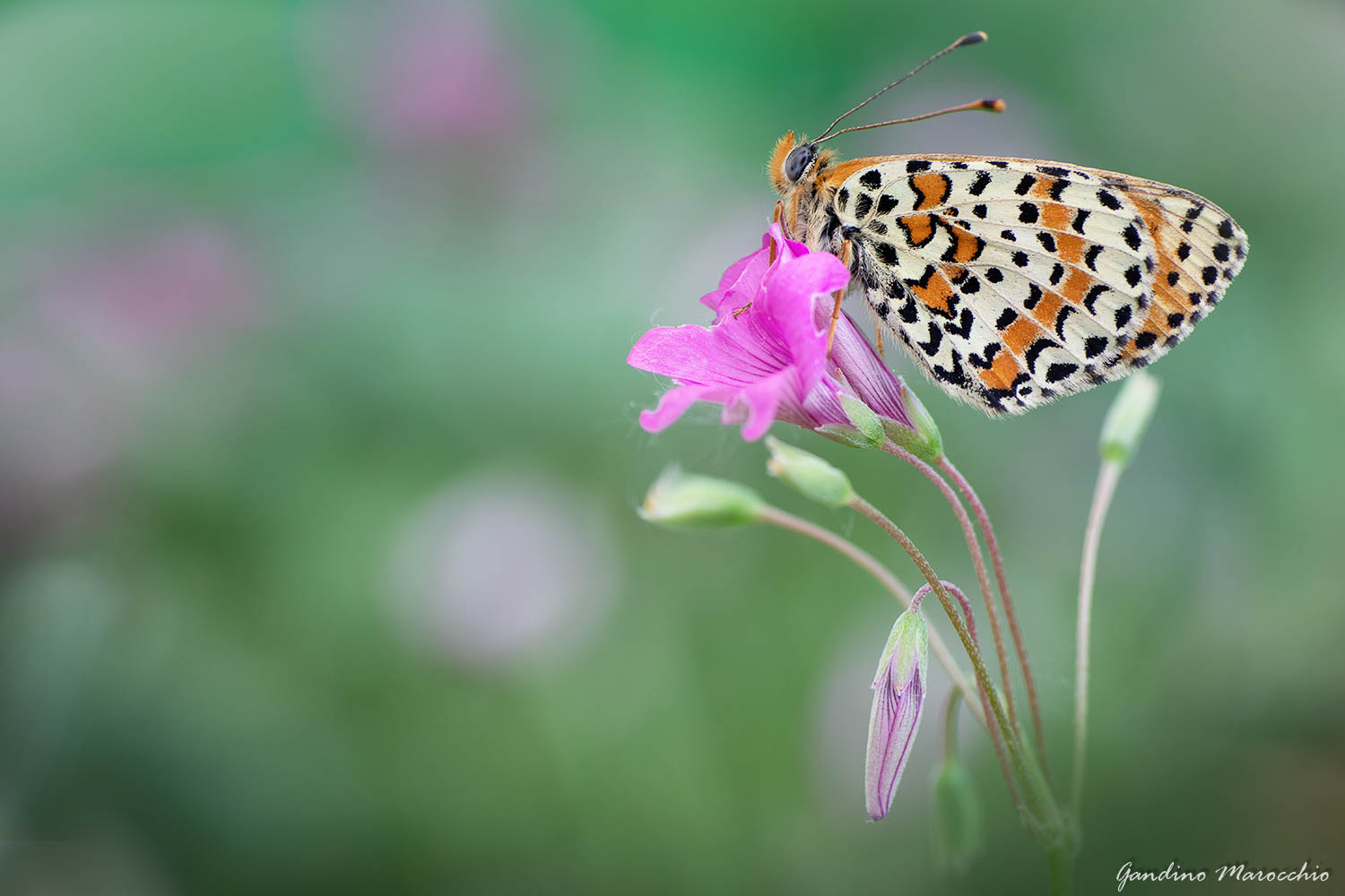 Melitaea Dydima