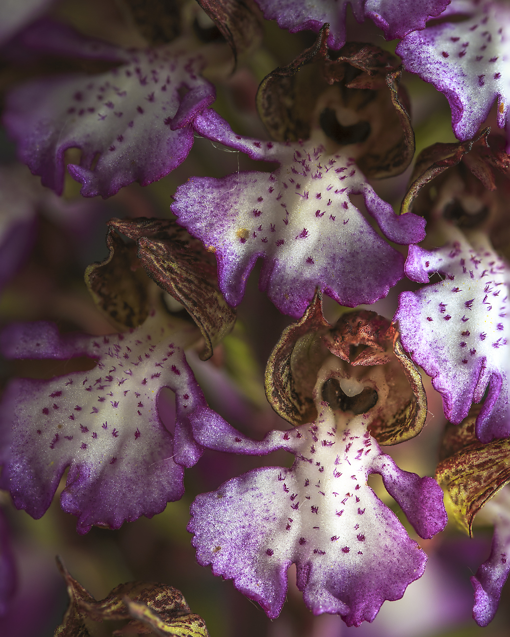 orchis purpurea