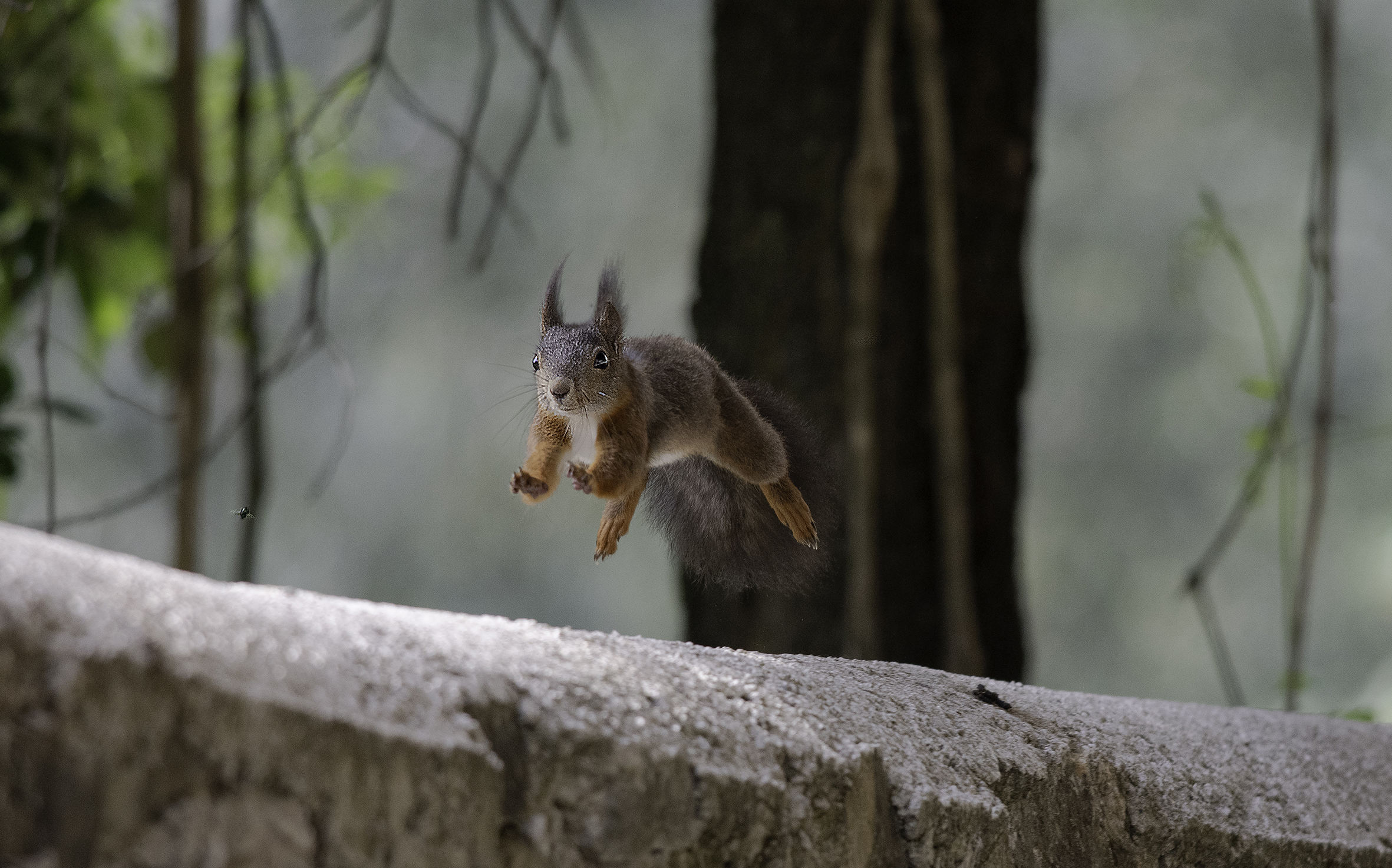 scoiattolo frettoloso