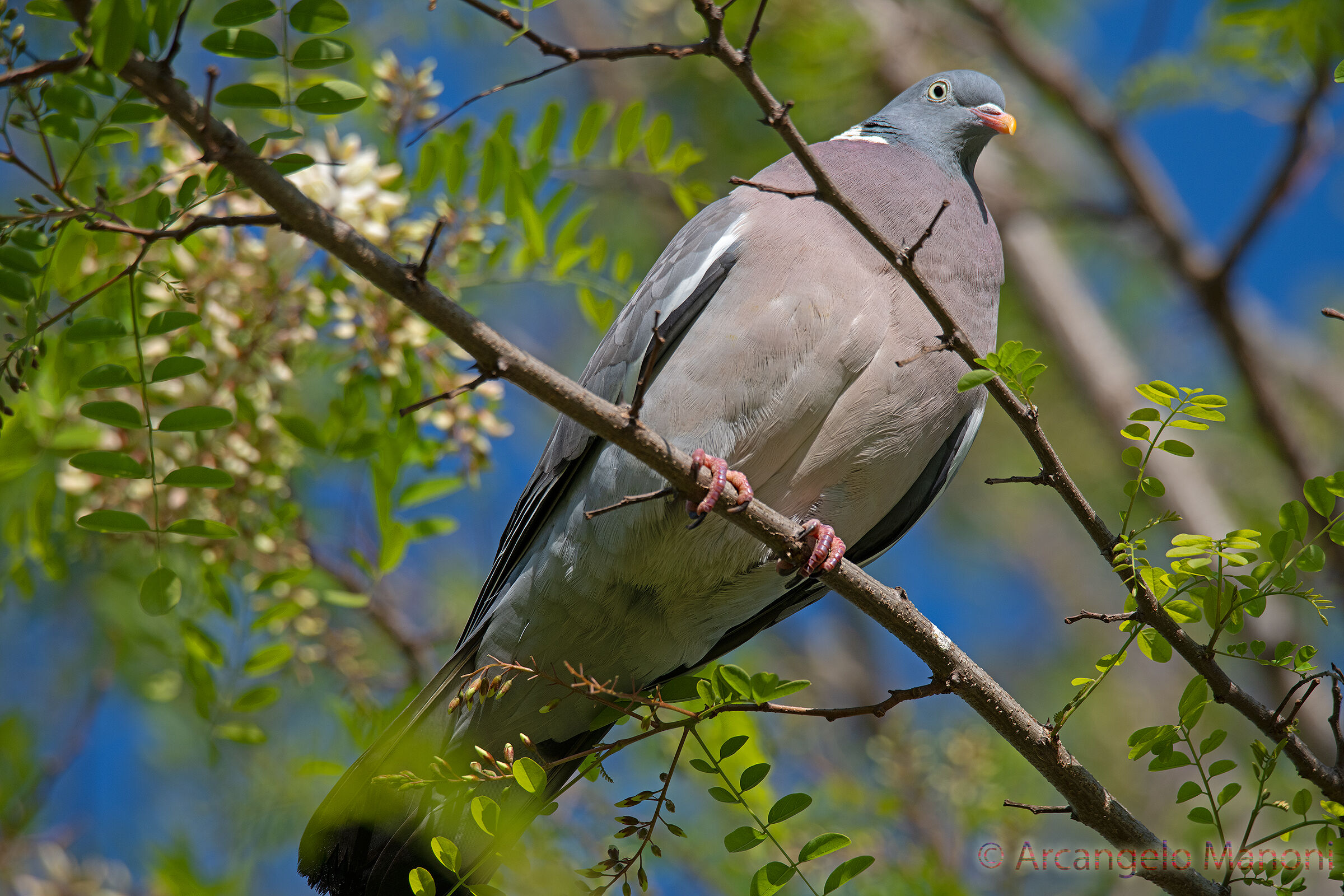 Colombaccio : un transatlantico del cielo