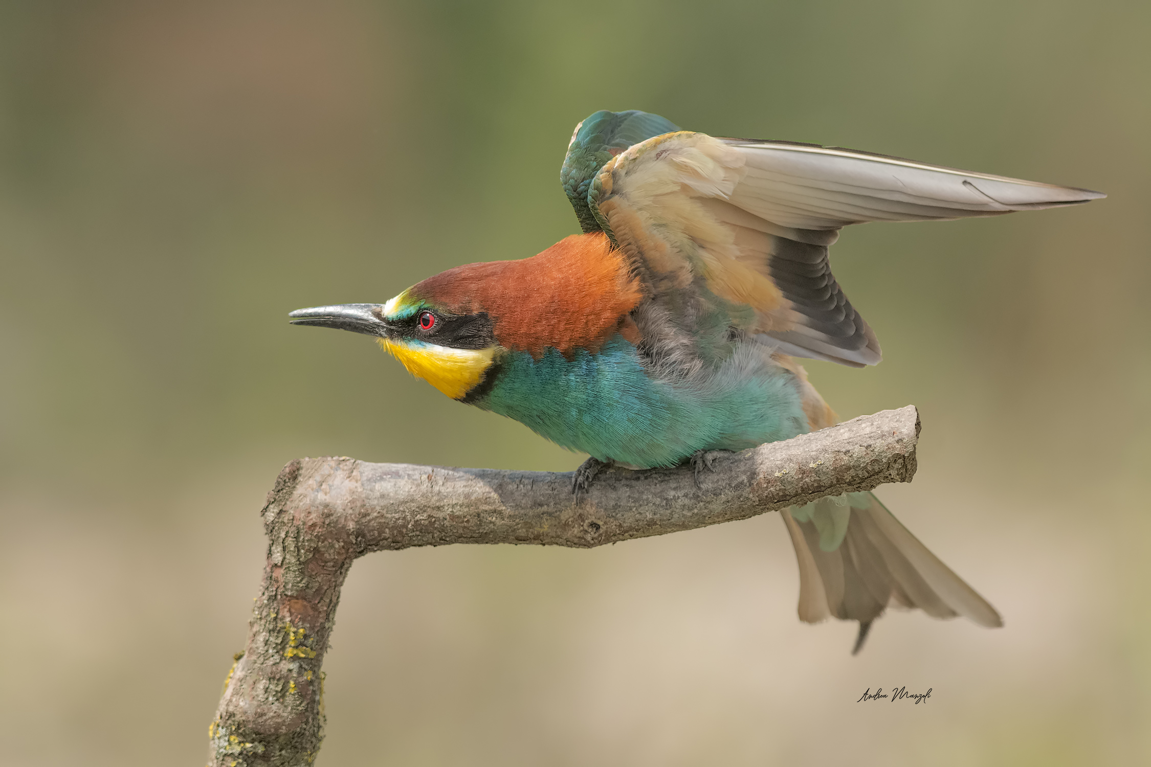 Waiting to be able to photograph you again