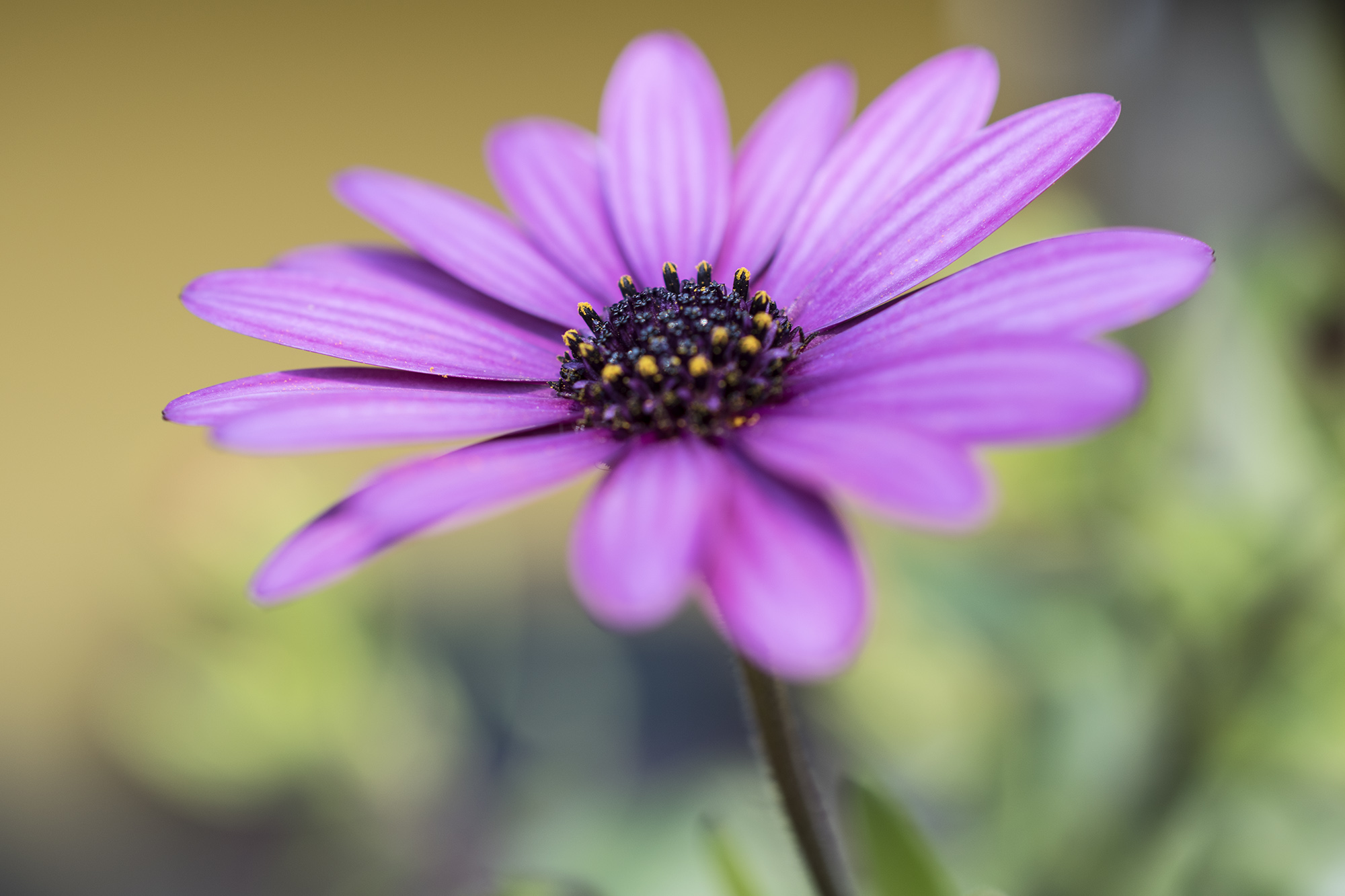 Purple Marghe