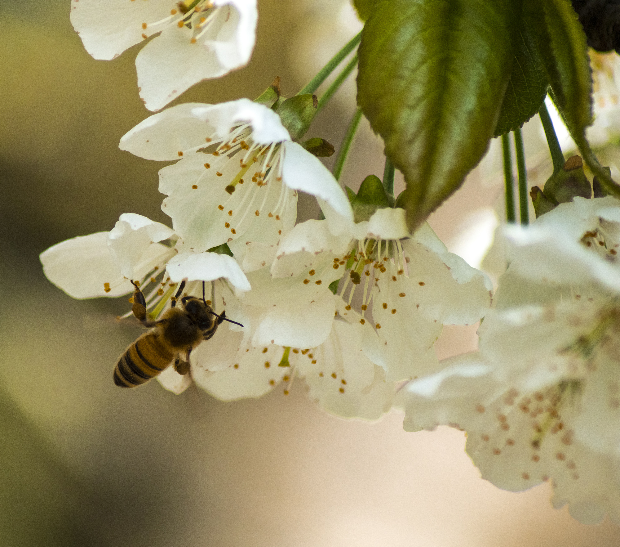 Fiore ciliegio con ape 1