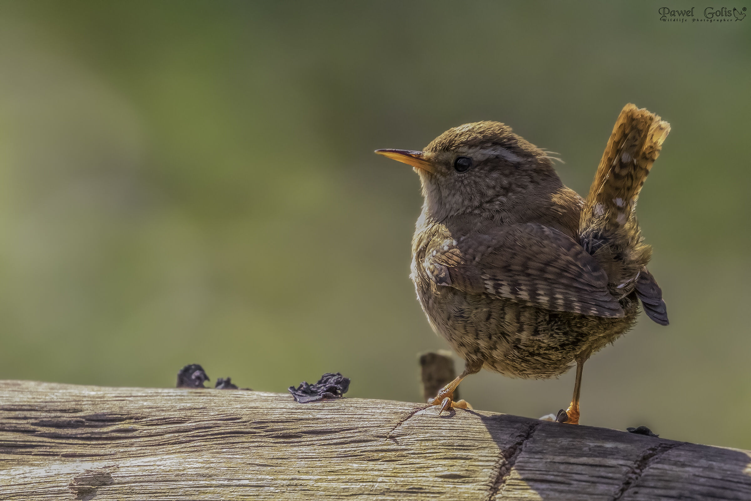 Wren eurasiatico ( Troglodytes troglodytes)