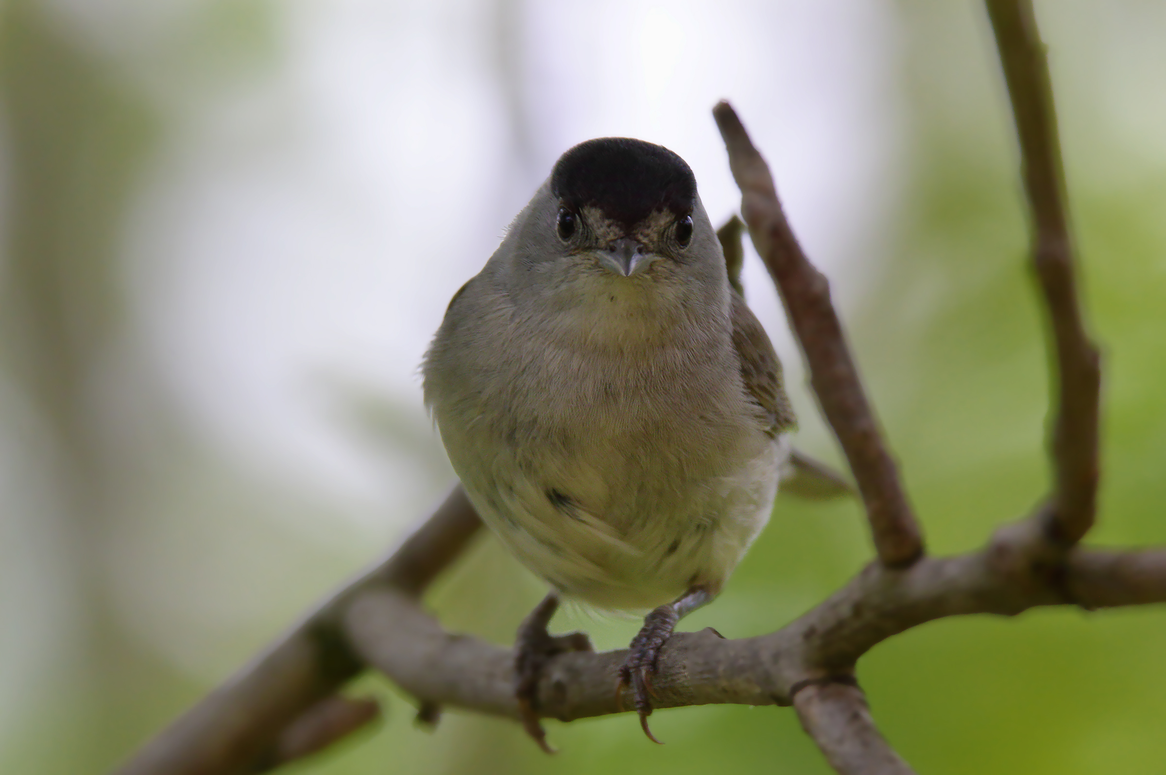 capinera ,maschietto attento