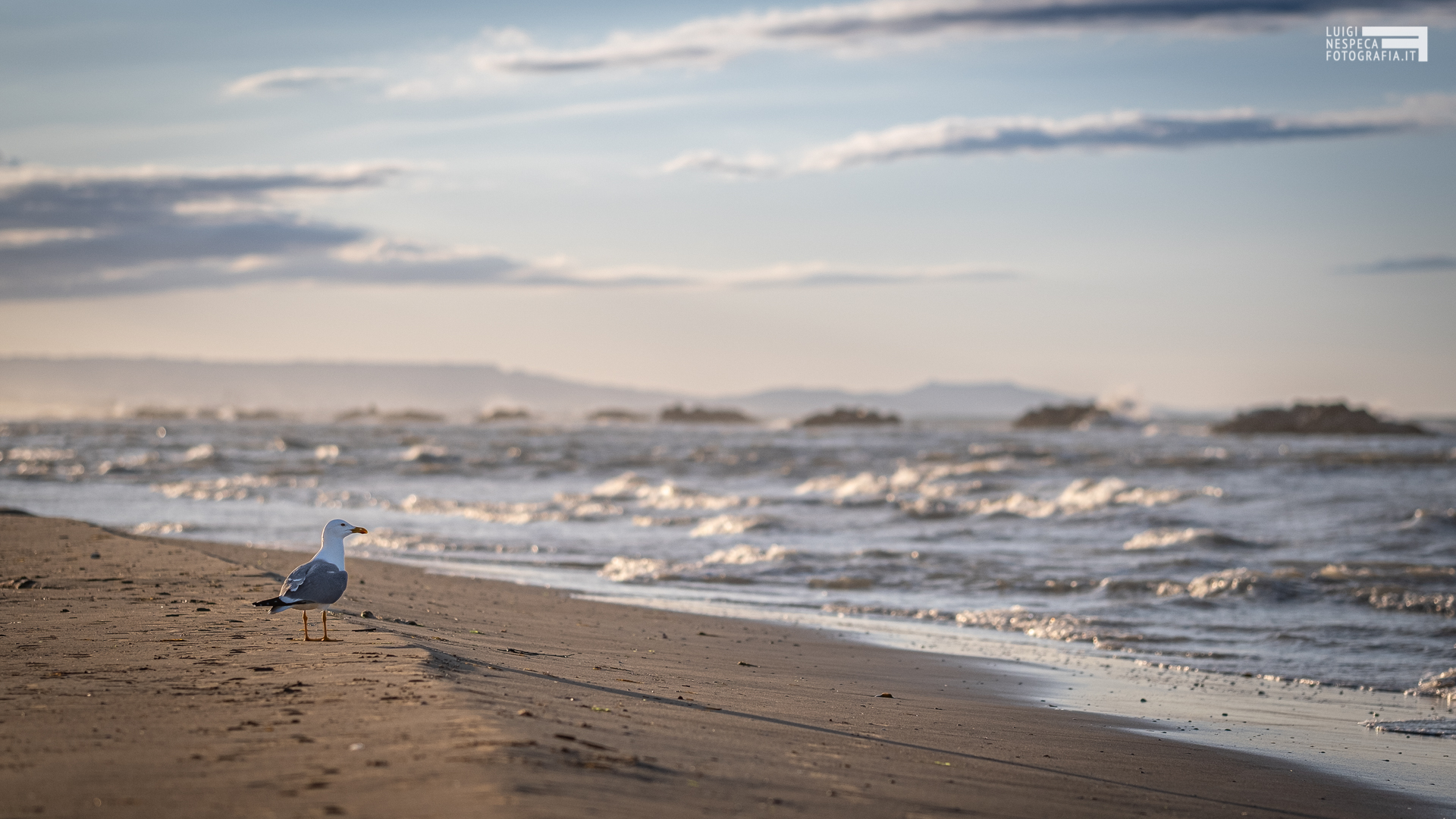 Il gabbiano e la pandemia