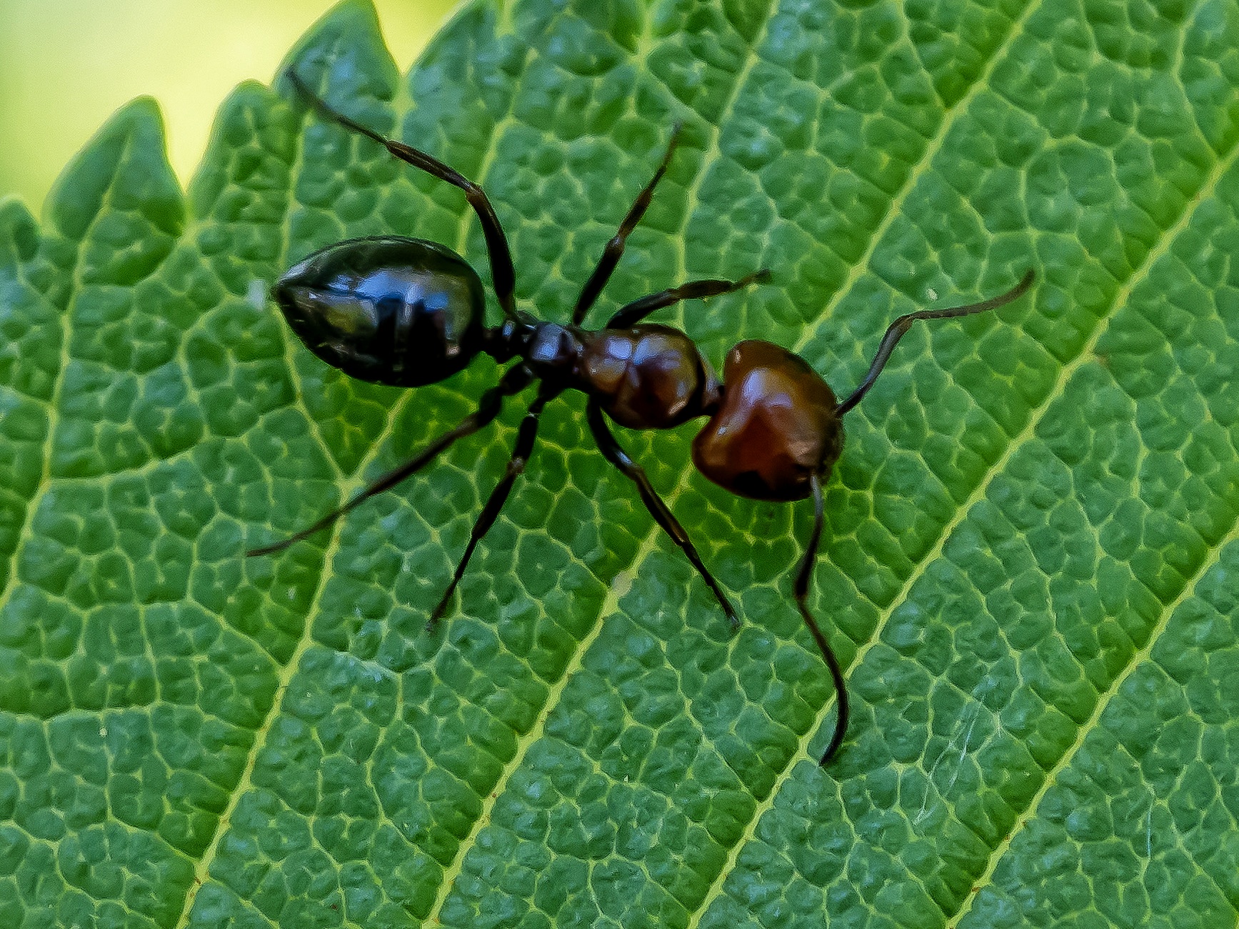 Crematogaster scutellaris