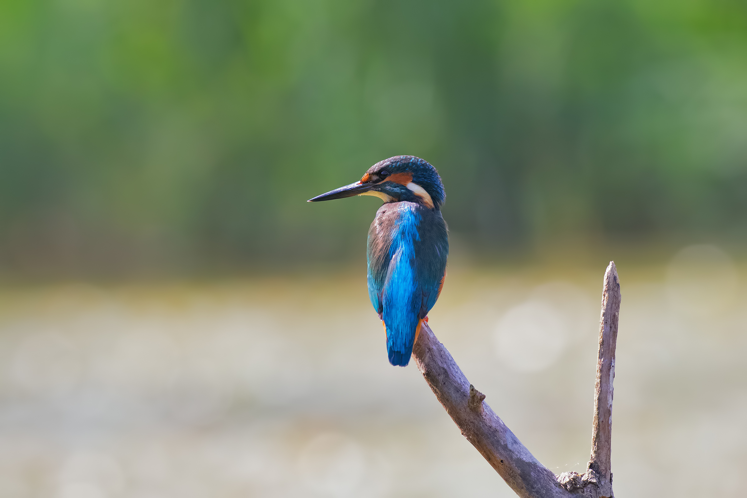Martino in Controluce
