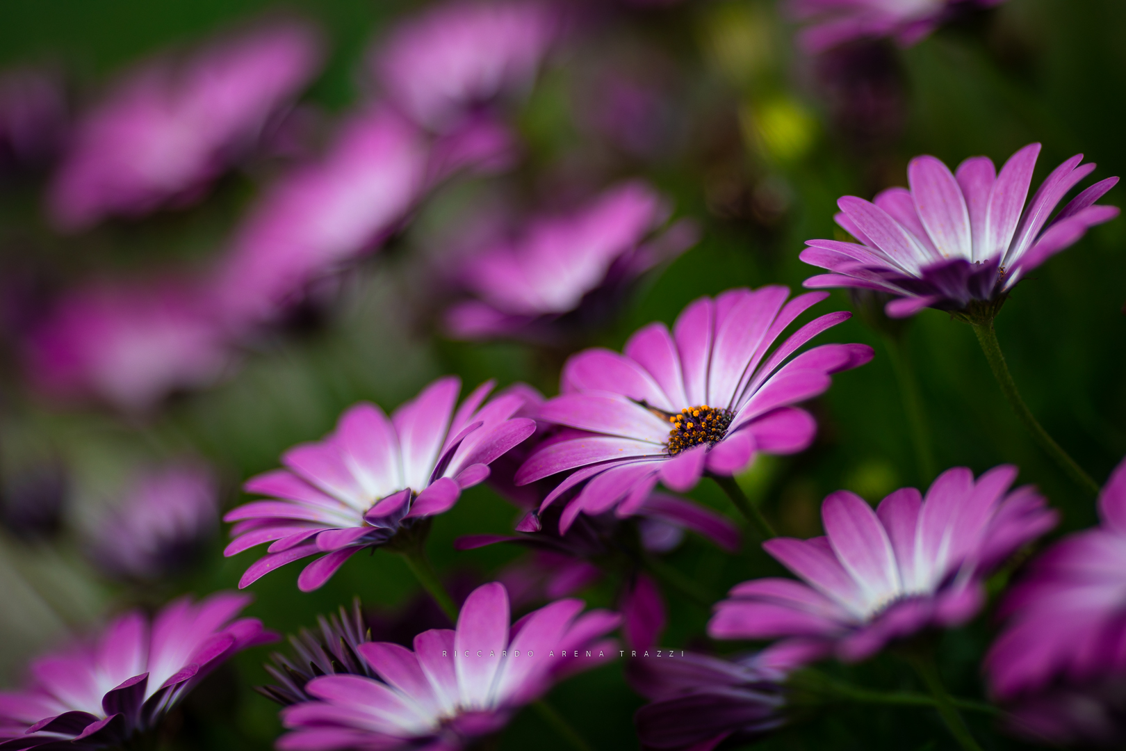 We focus on our goals among distractions