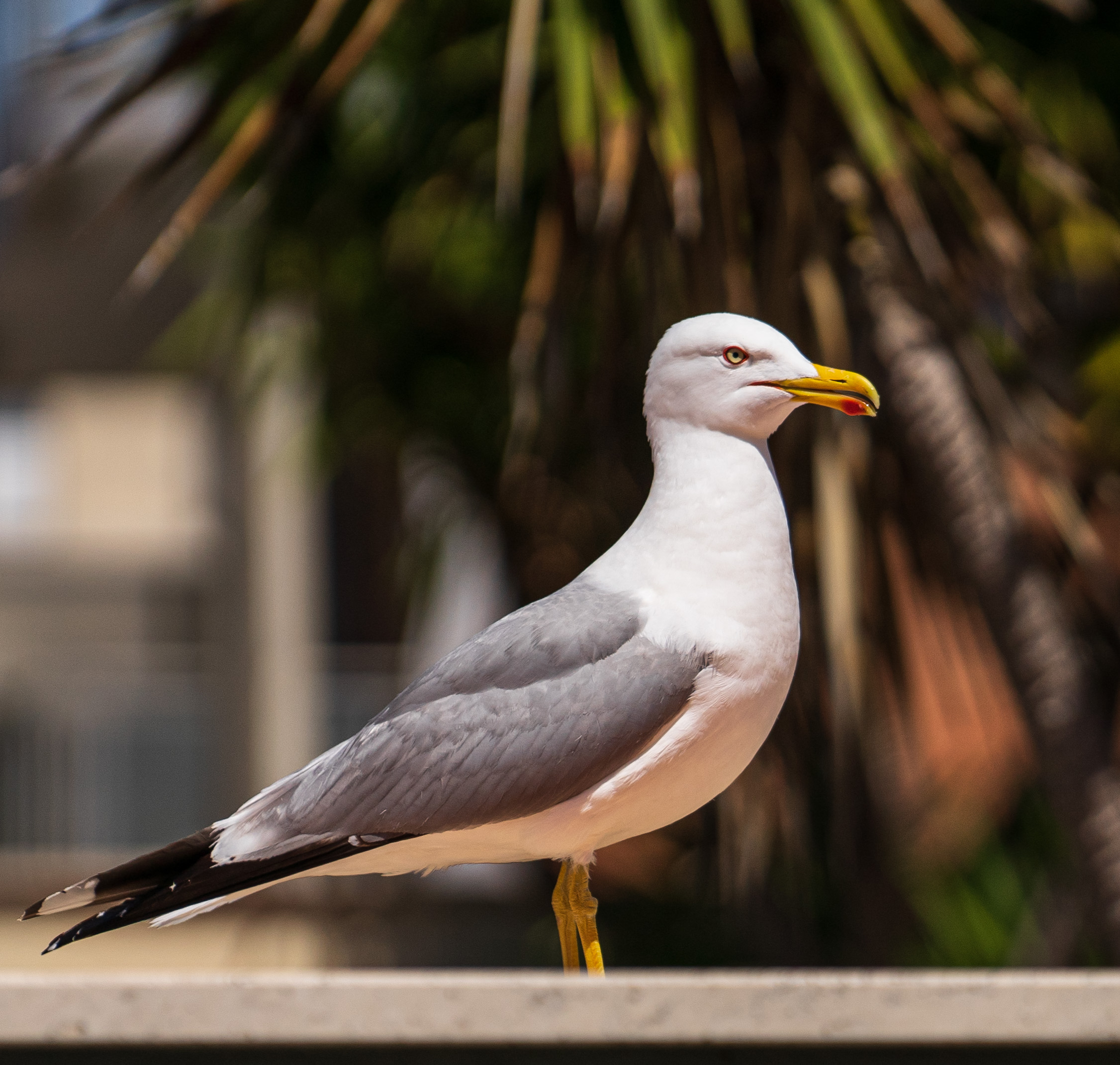 Nature recovers the city during the quarantine