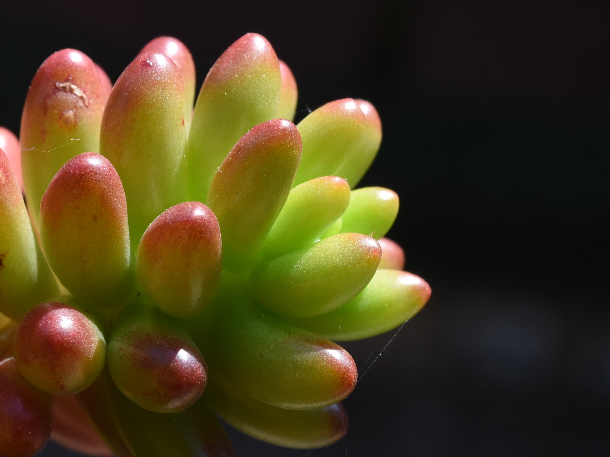 Sedum