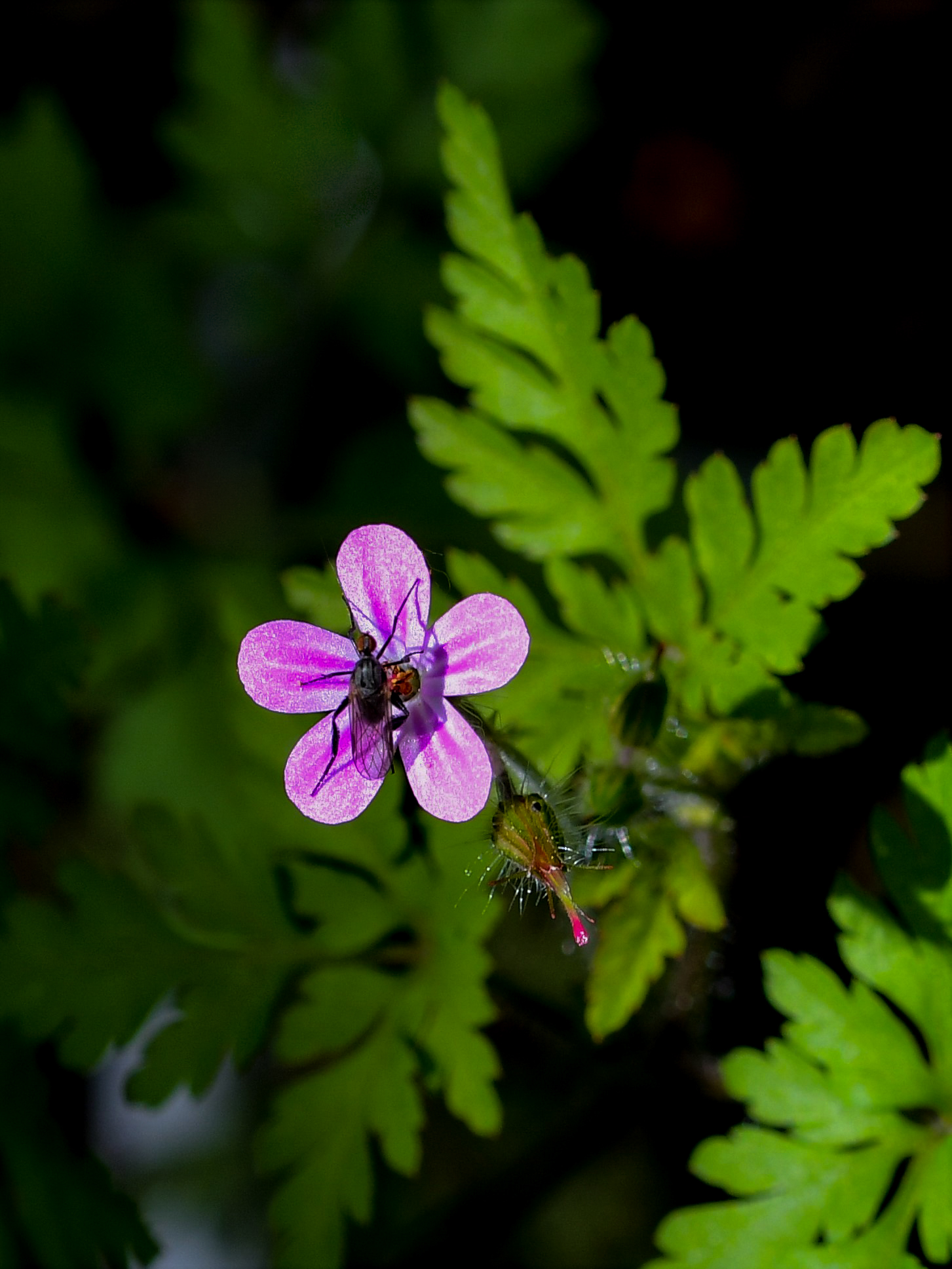 Spring Lights and Shadows