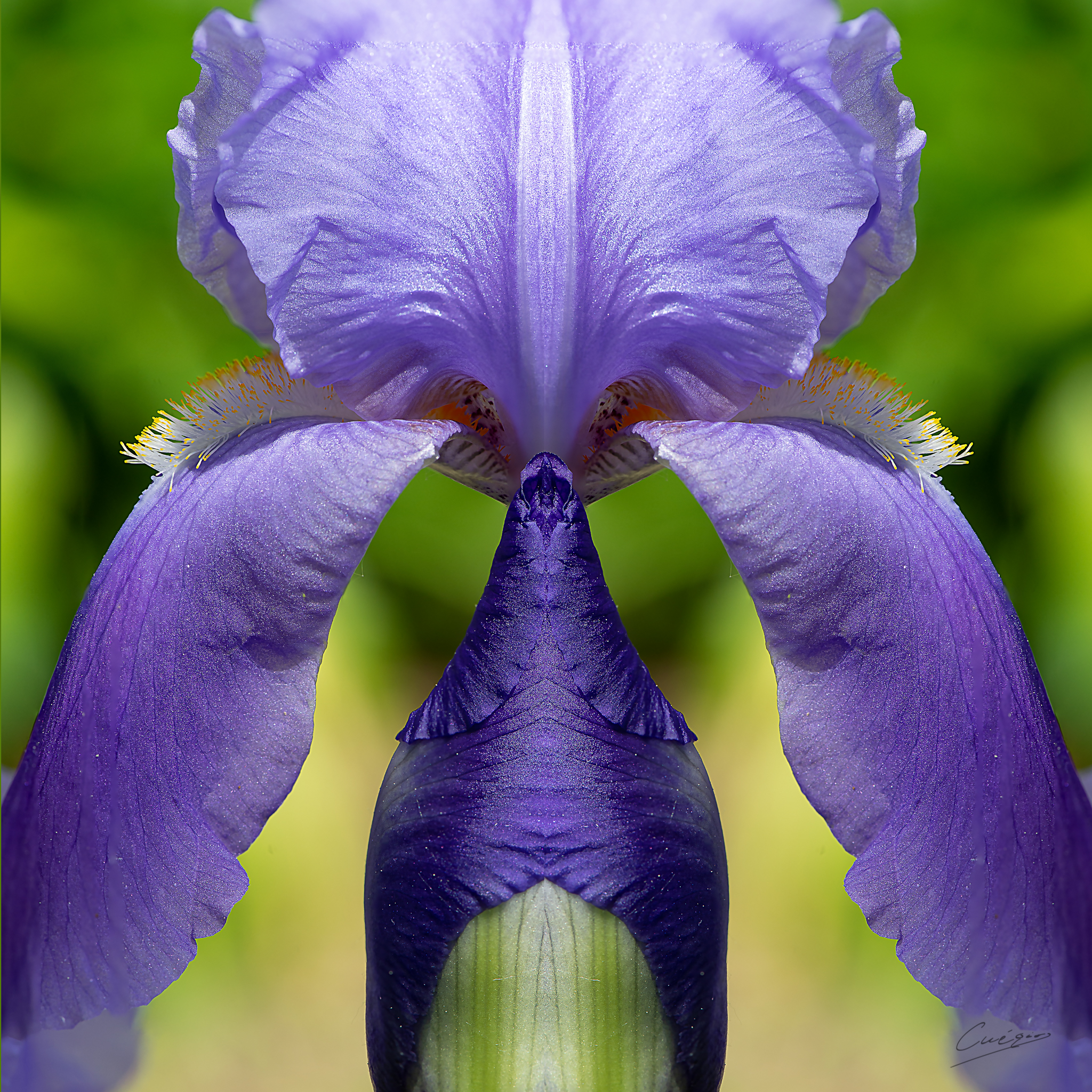 the geometry of flowers