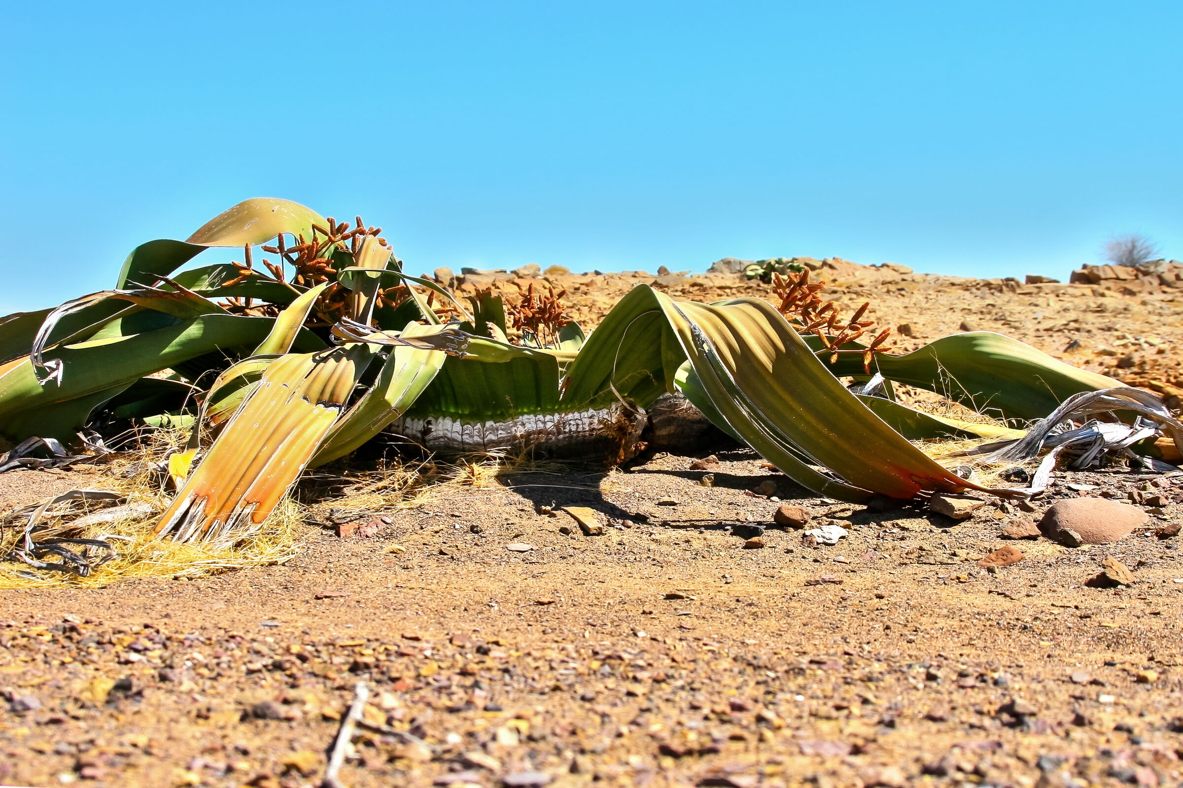 Welwitschia mirabilis