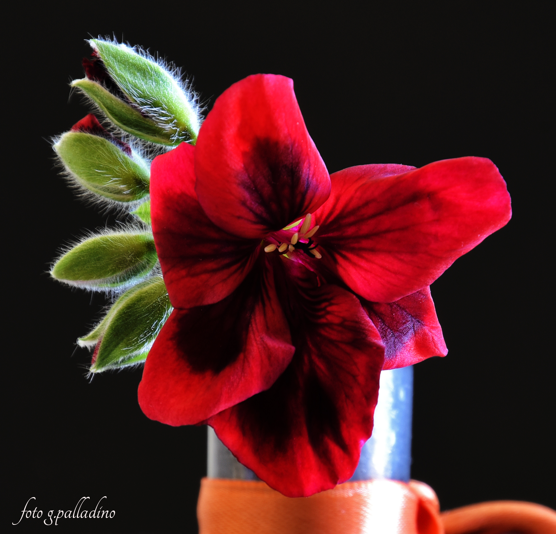 Hippeastrum reginae.