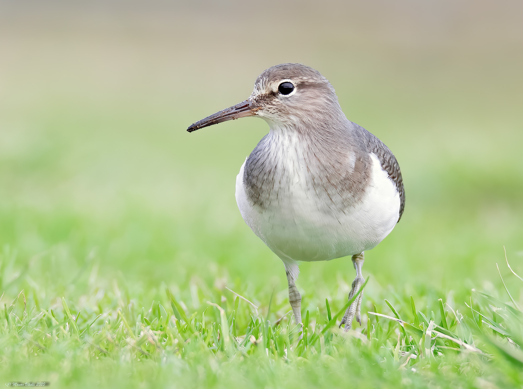 Small pyro (Actitis hypoleucos)