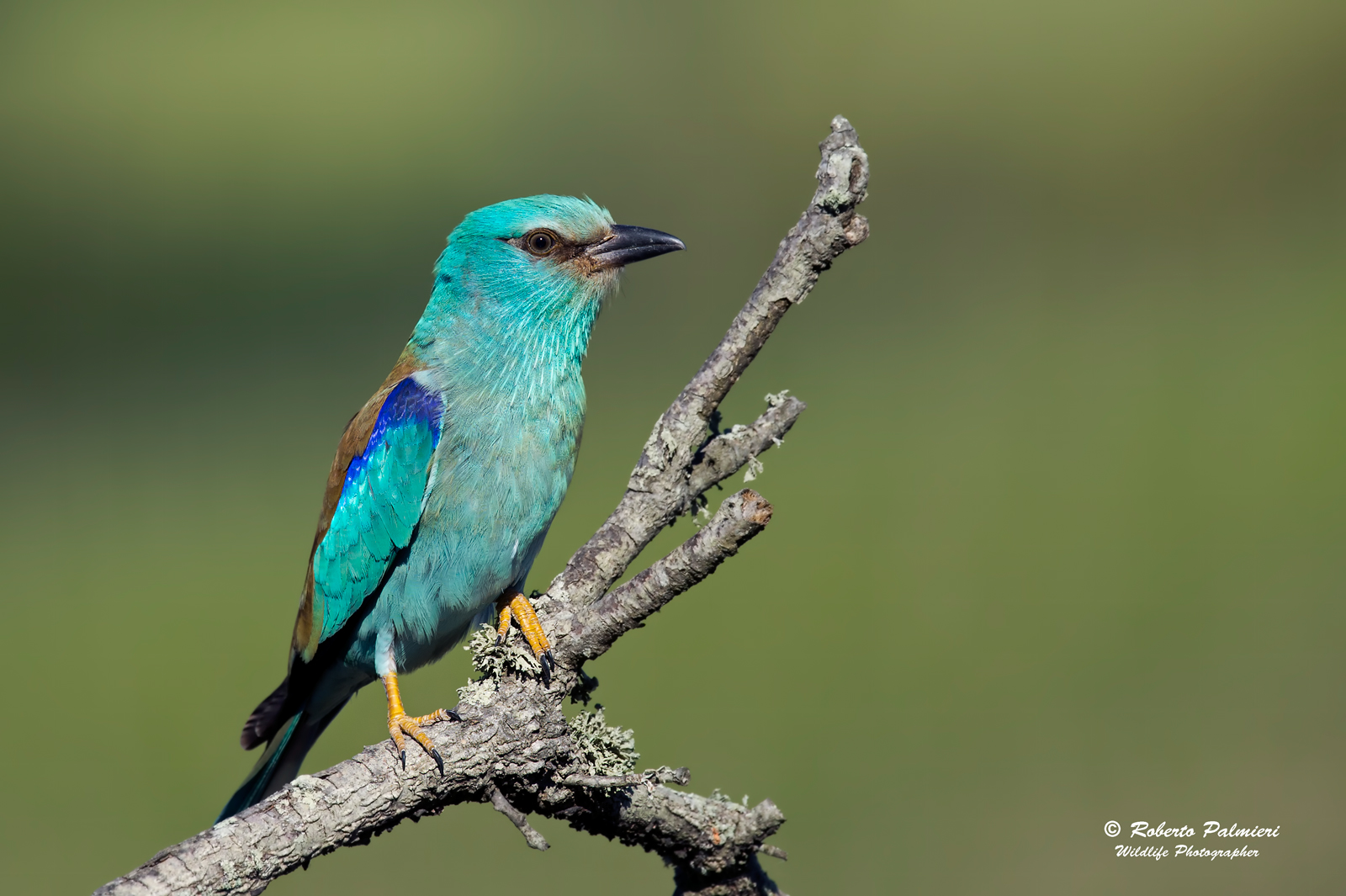 Coracias Garrulus sea jay