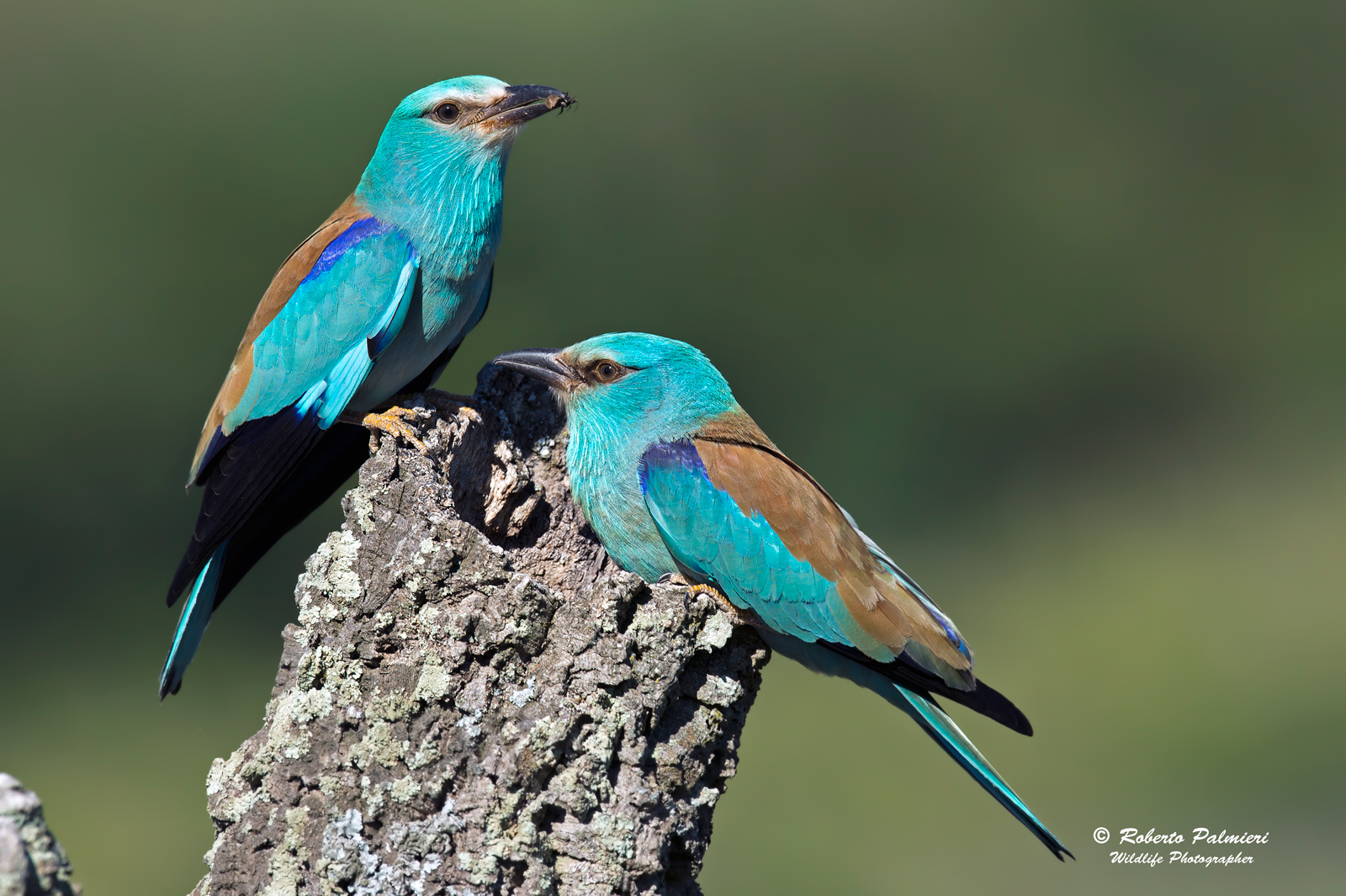 Coracias Garrulus sea jay