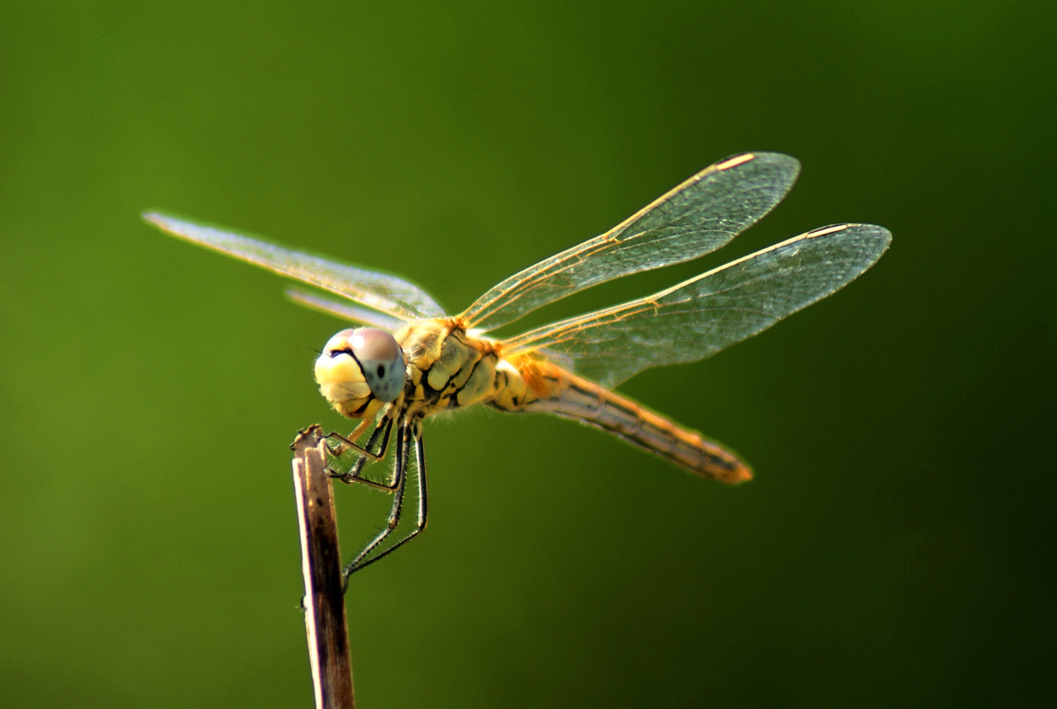 Libellula 3