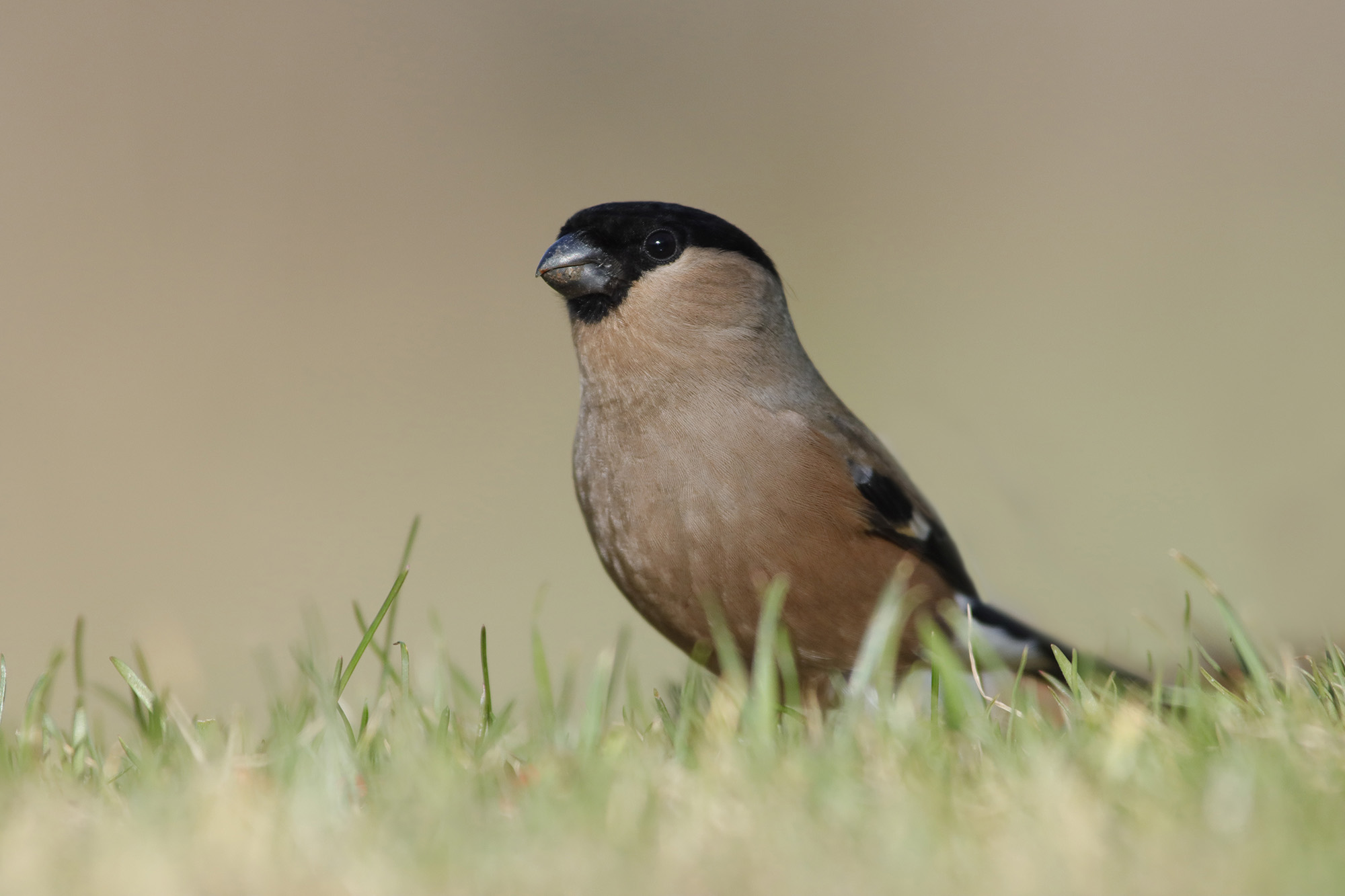 ciuffolotta a filo d'erba
