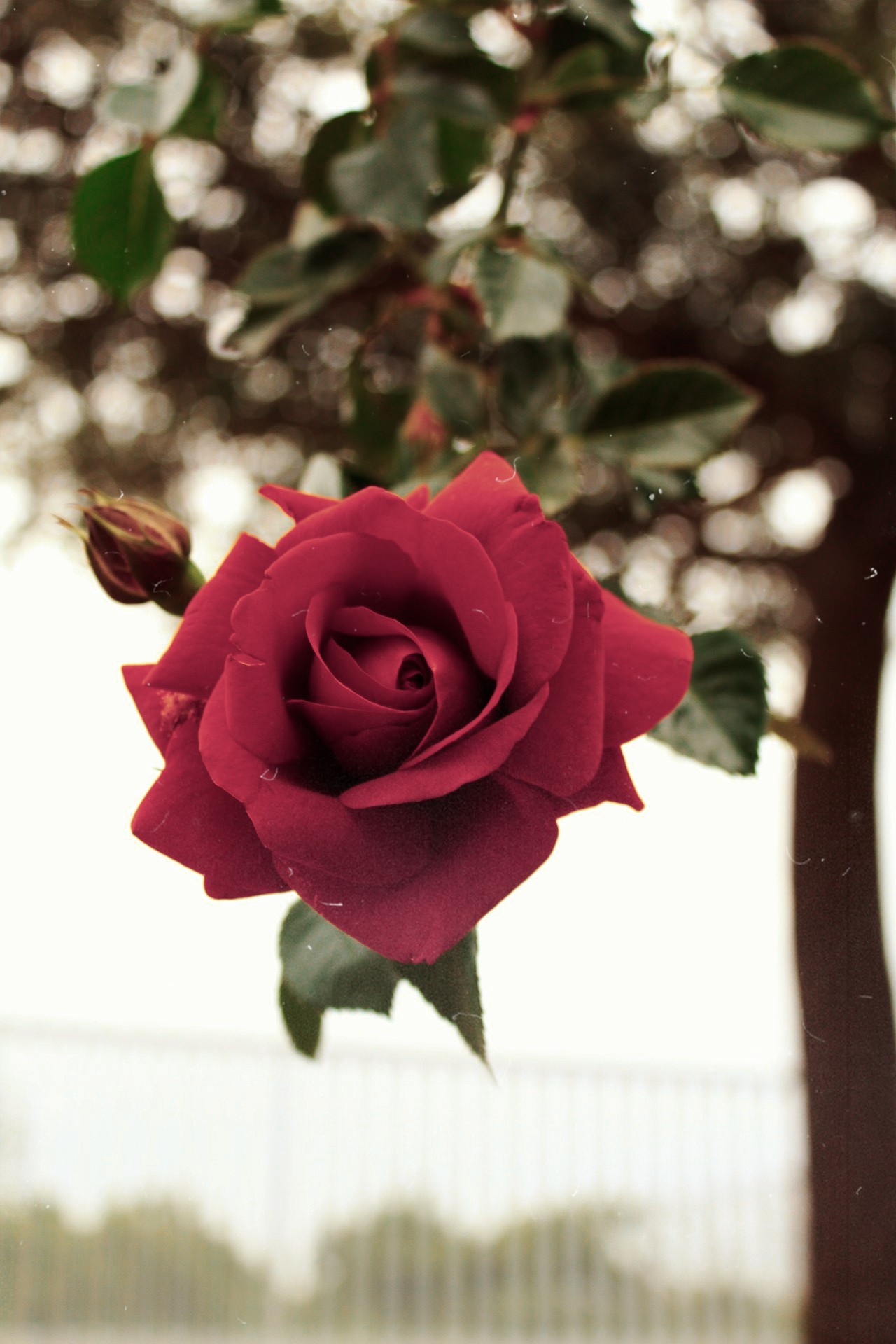 Le mie rose?