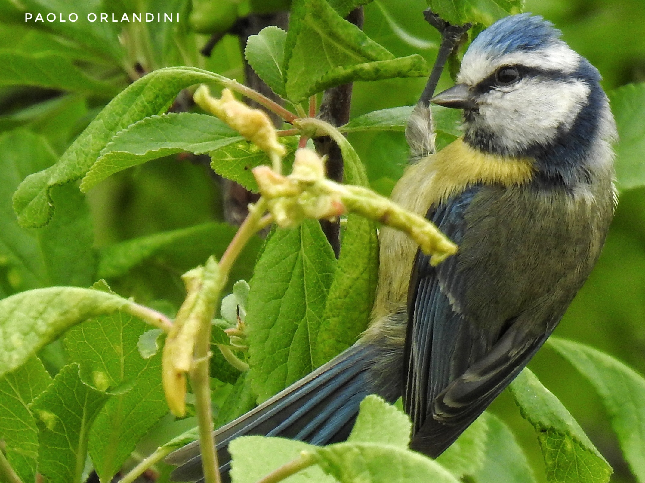 Cinciarella con la zampa alzata