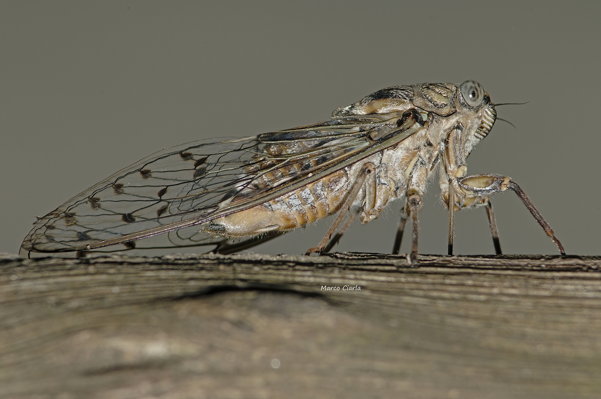 Cicala Lyristes plebejus