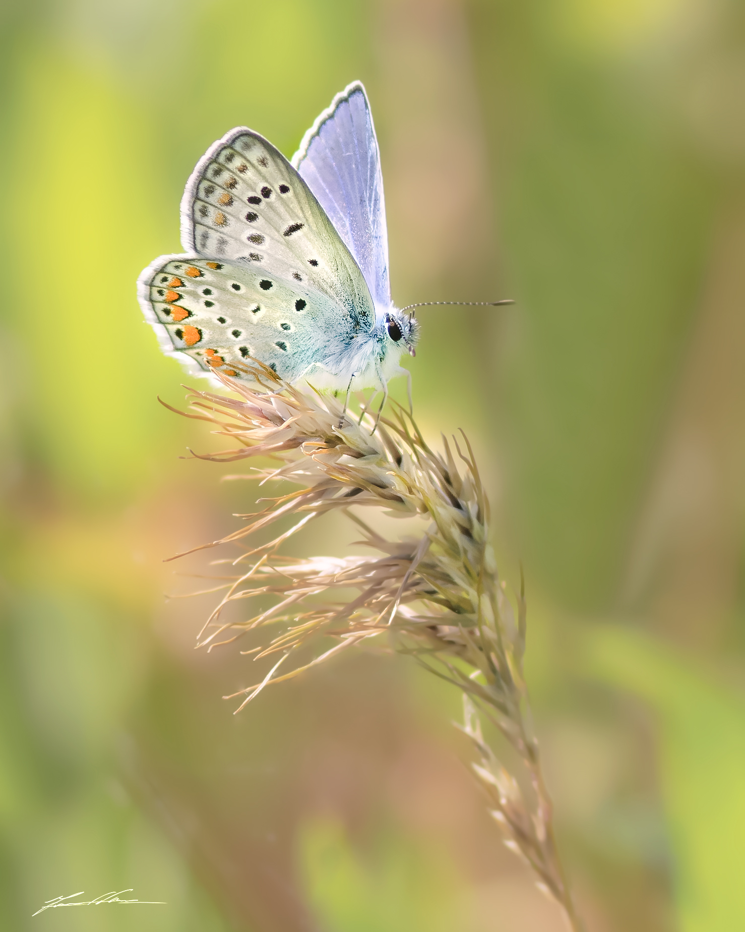 Lycaenidae Plebijides