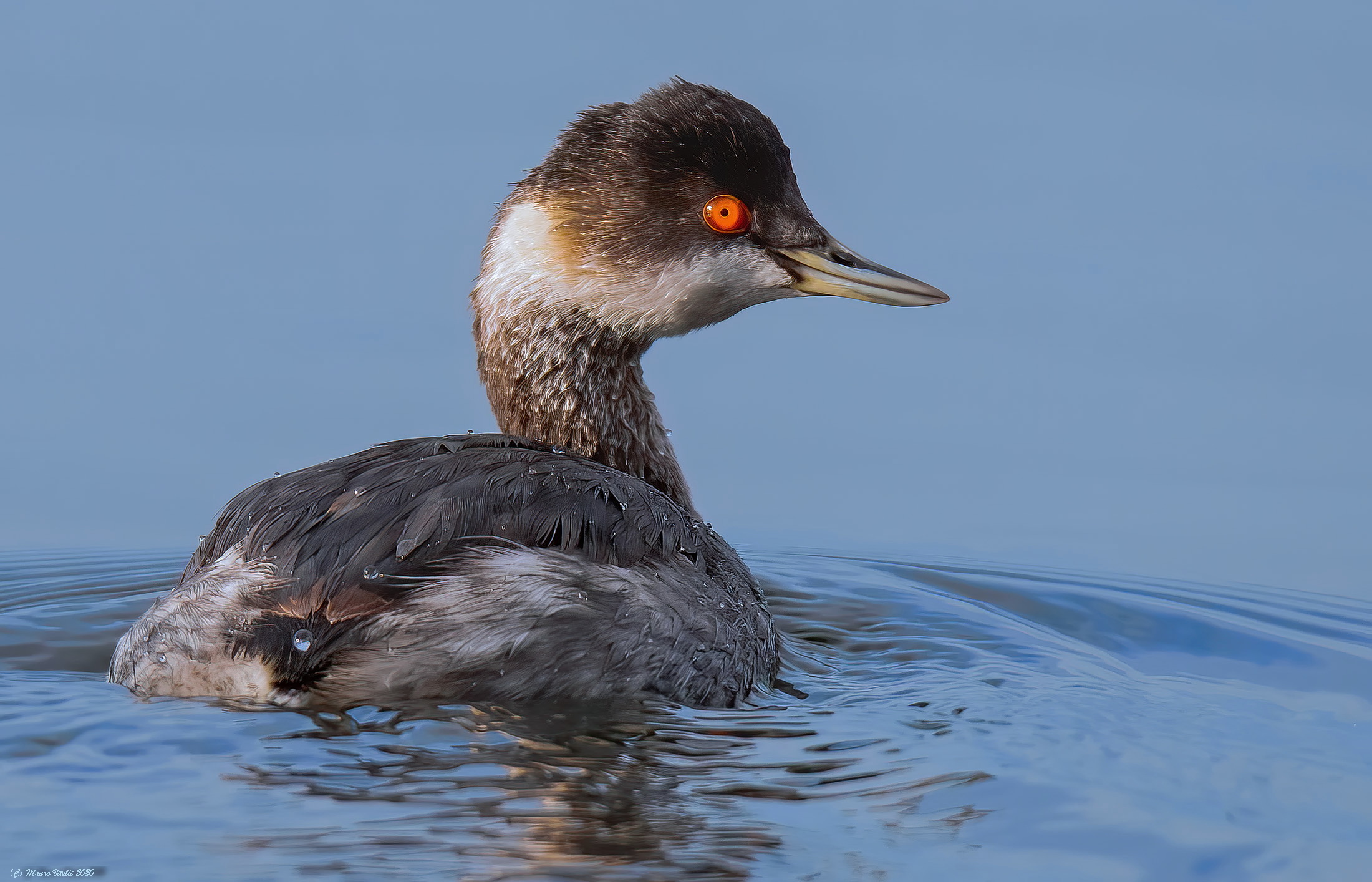 Small Svasso (Podiceps nigricollis)