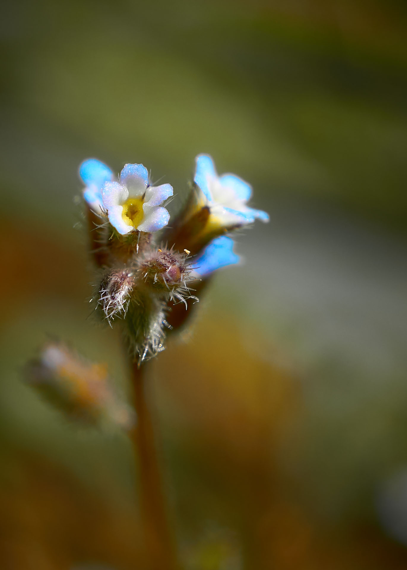 Non ti scordar di me (Myosotis) - 03-05-20
