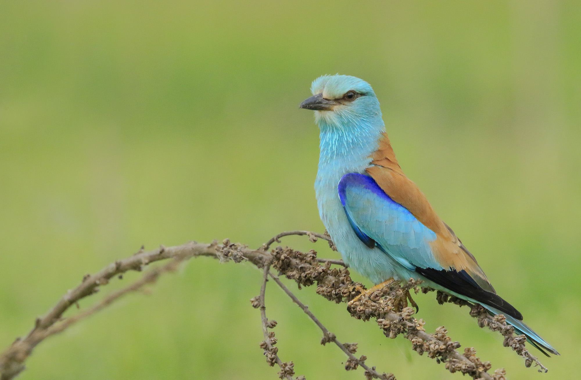 ghiandaia marina su barbasso